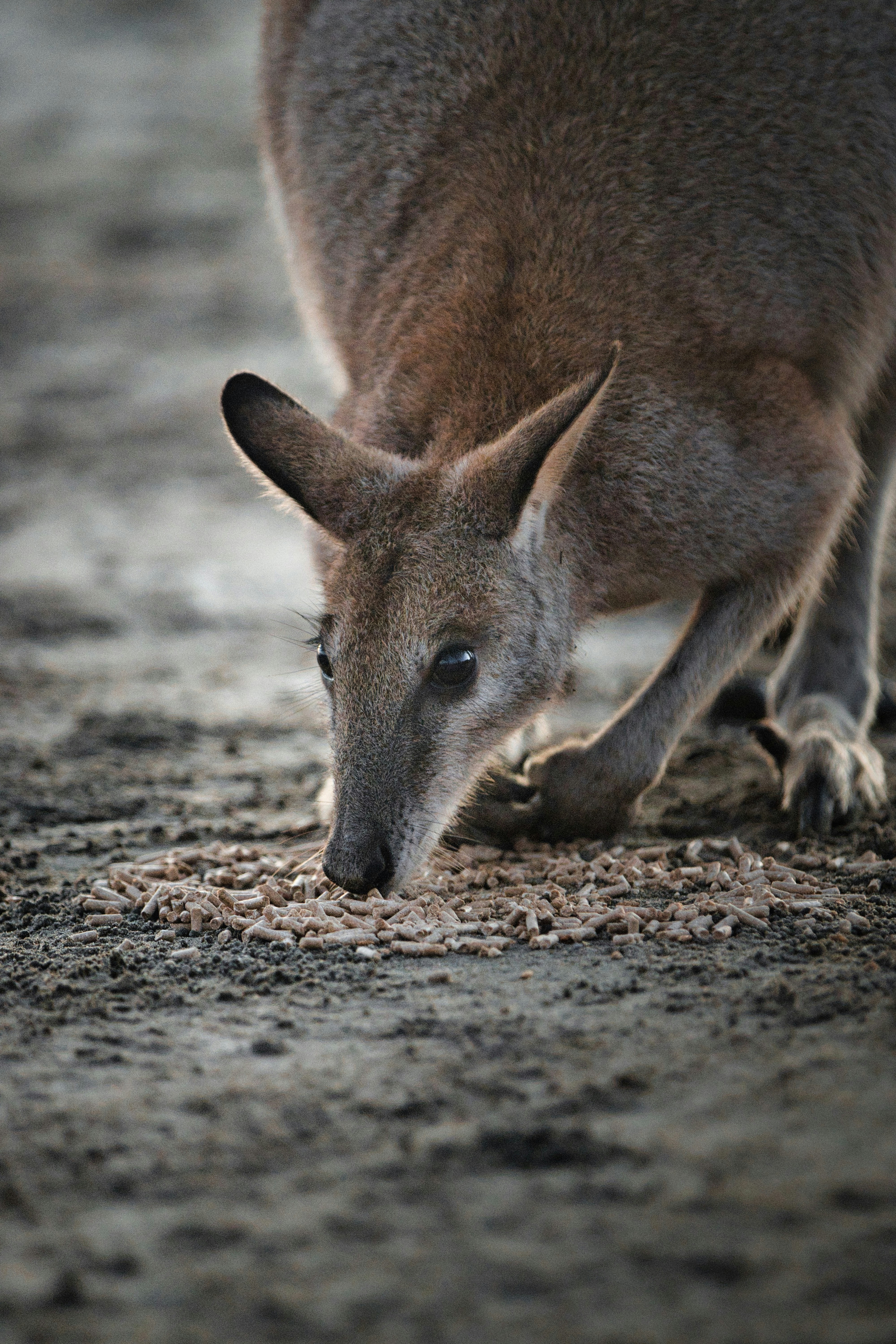 Photo by paws_and_prints