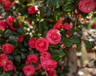 A lush garden bush covered in vibrant pink camellia flowers, with glossy green leaves framing