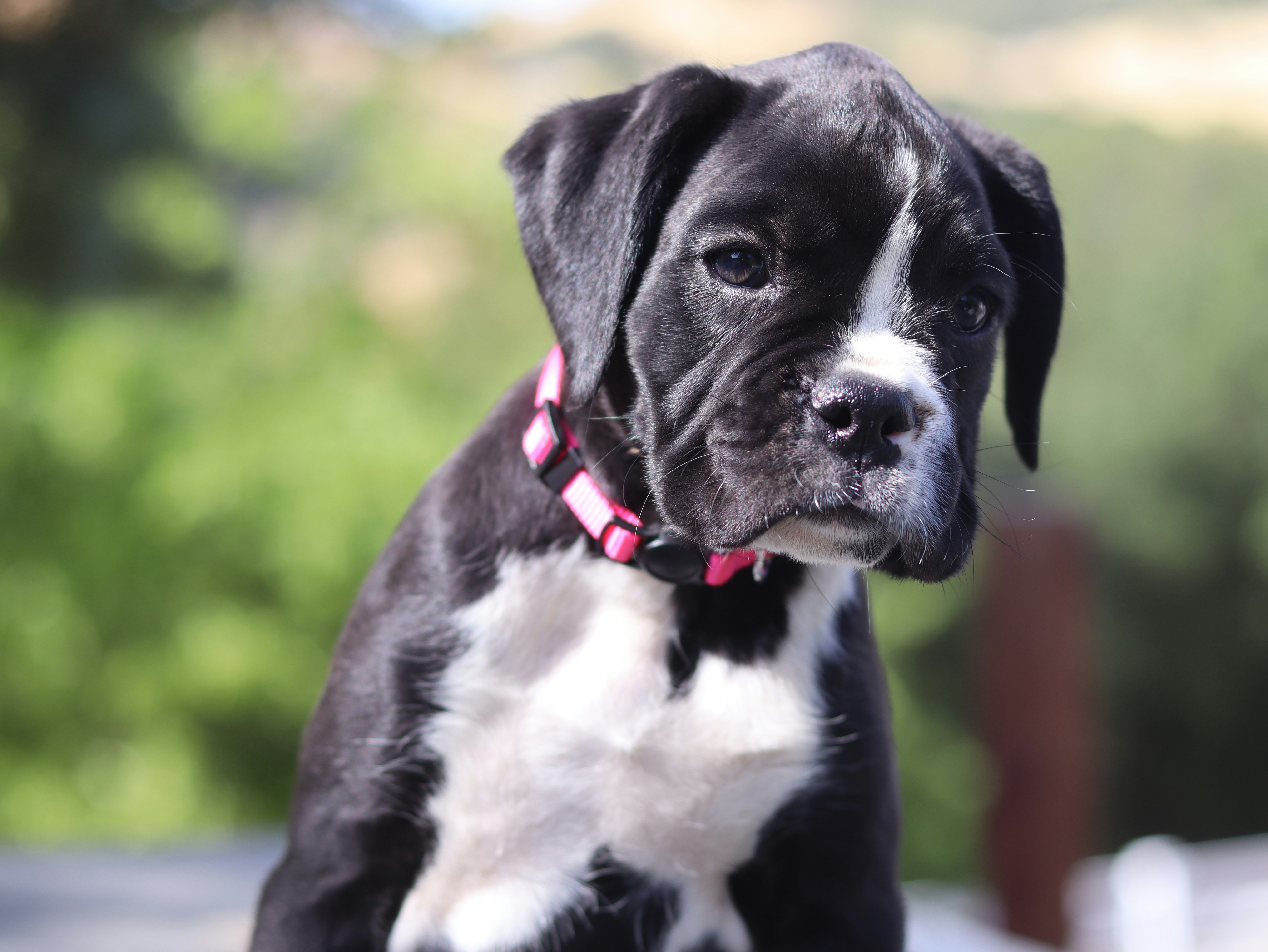 A black and white boxer puppy wearing a pink collar.
