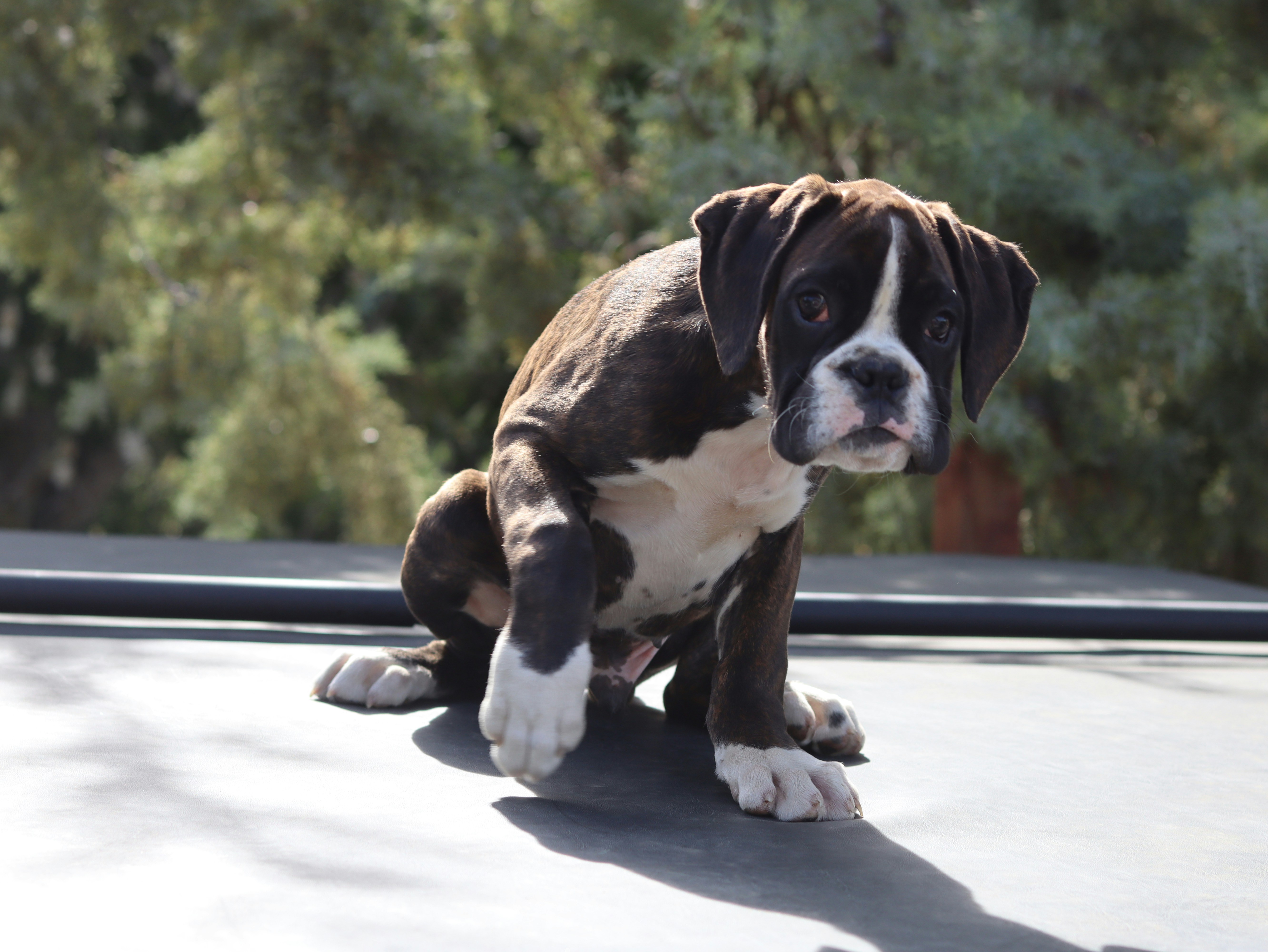 A brown and white boxer puppy sits outdoors
