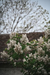 Бял люляков храст, цъфтящ под керемиден покрив в пловдивска градина.