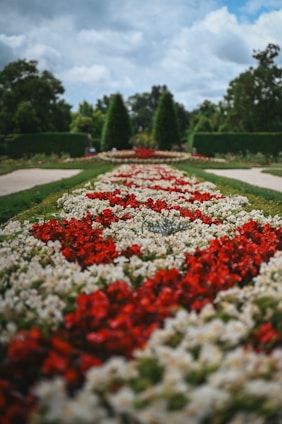 A formal garden path lined with red and white flowers.