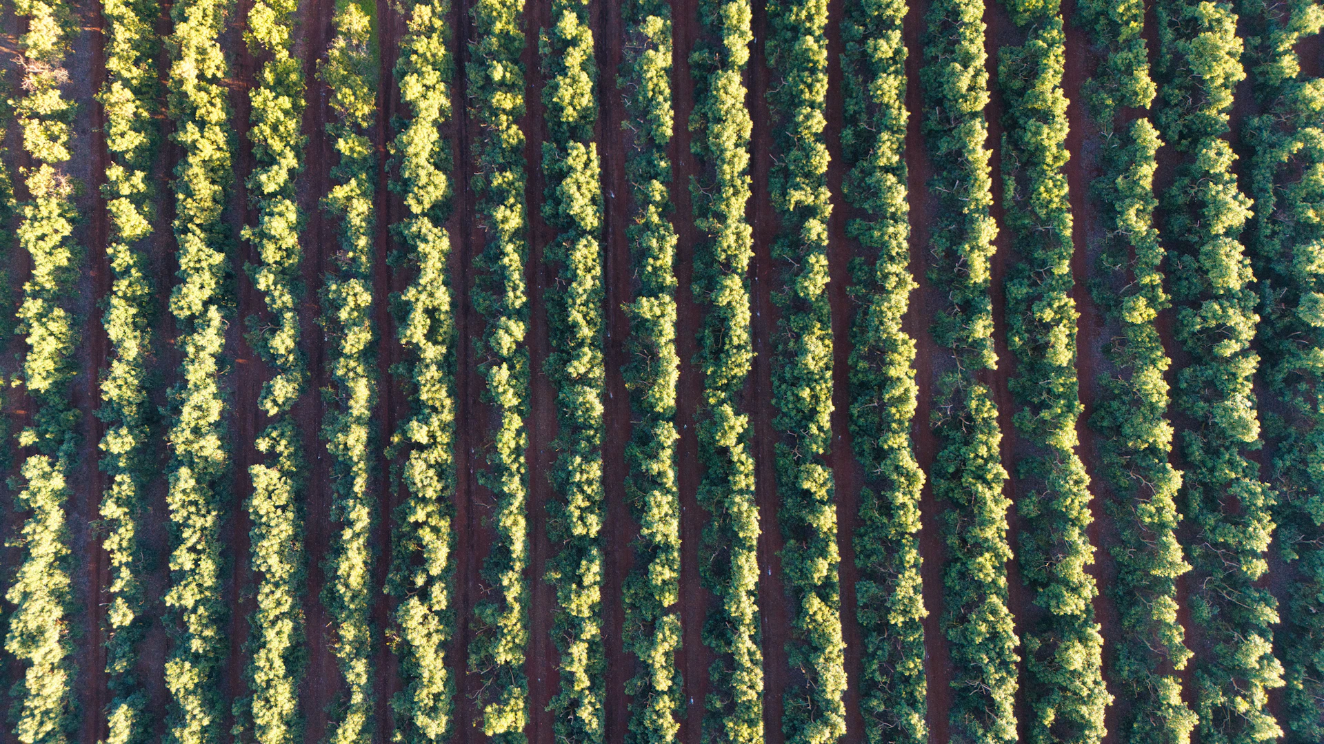 Gleba vista de drone, nadir
