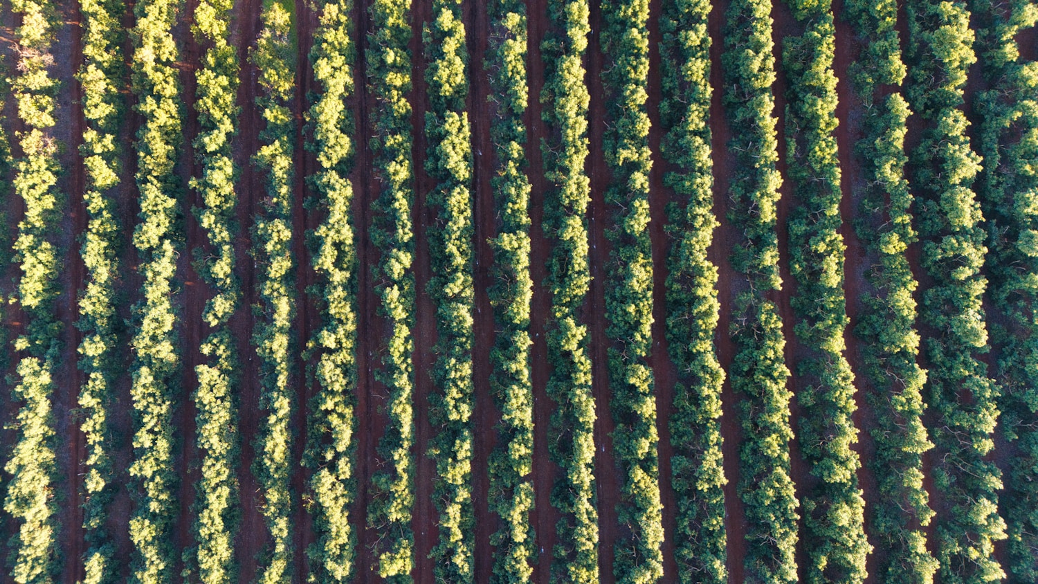Fresh ingredients on a cutting board
