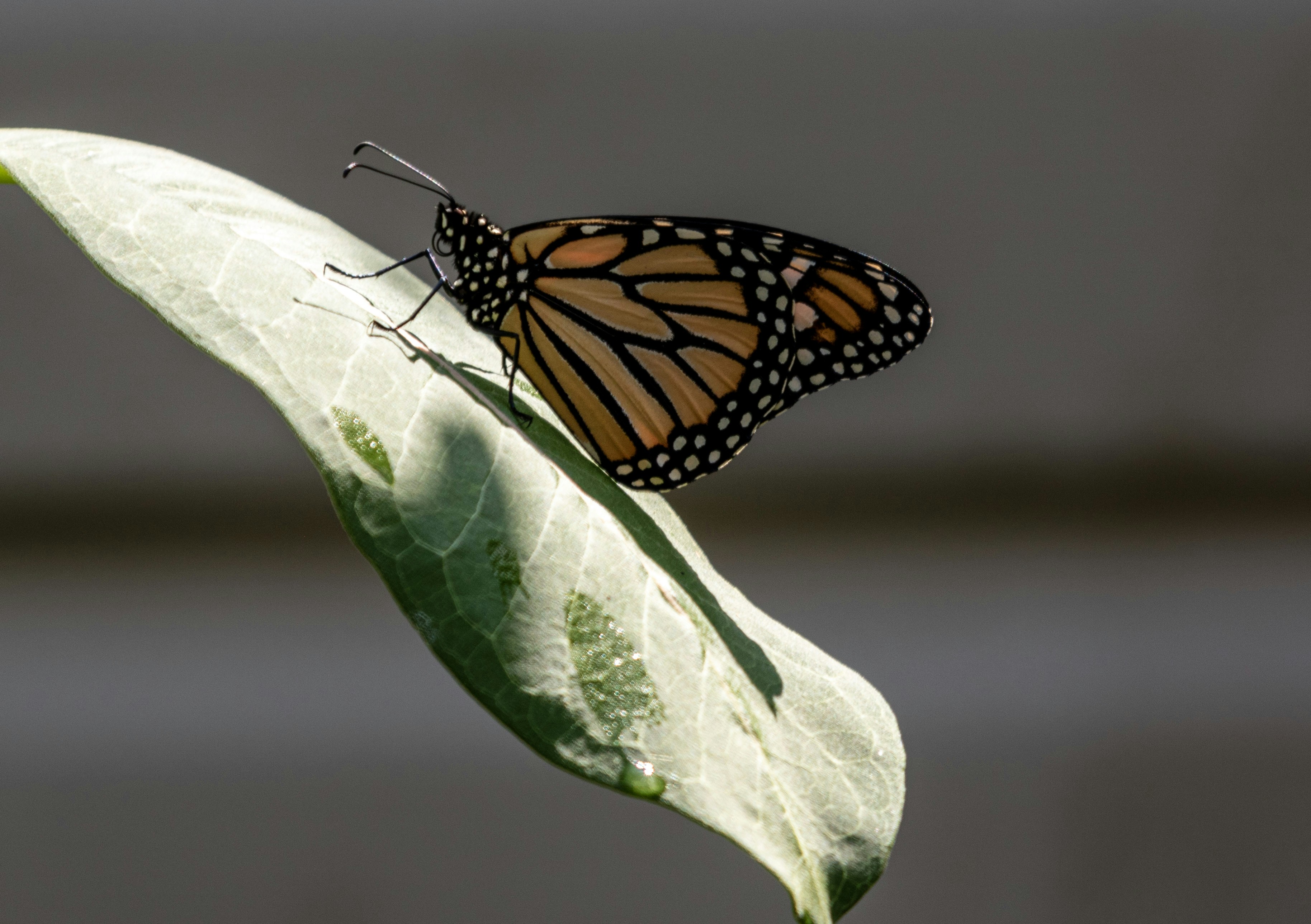 Monarchfalter, der auf einem bunten Blatt ruht