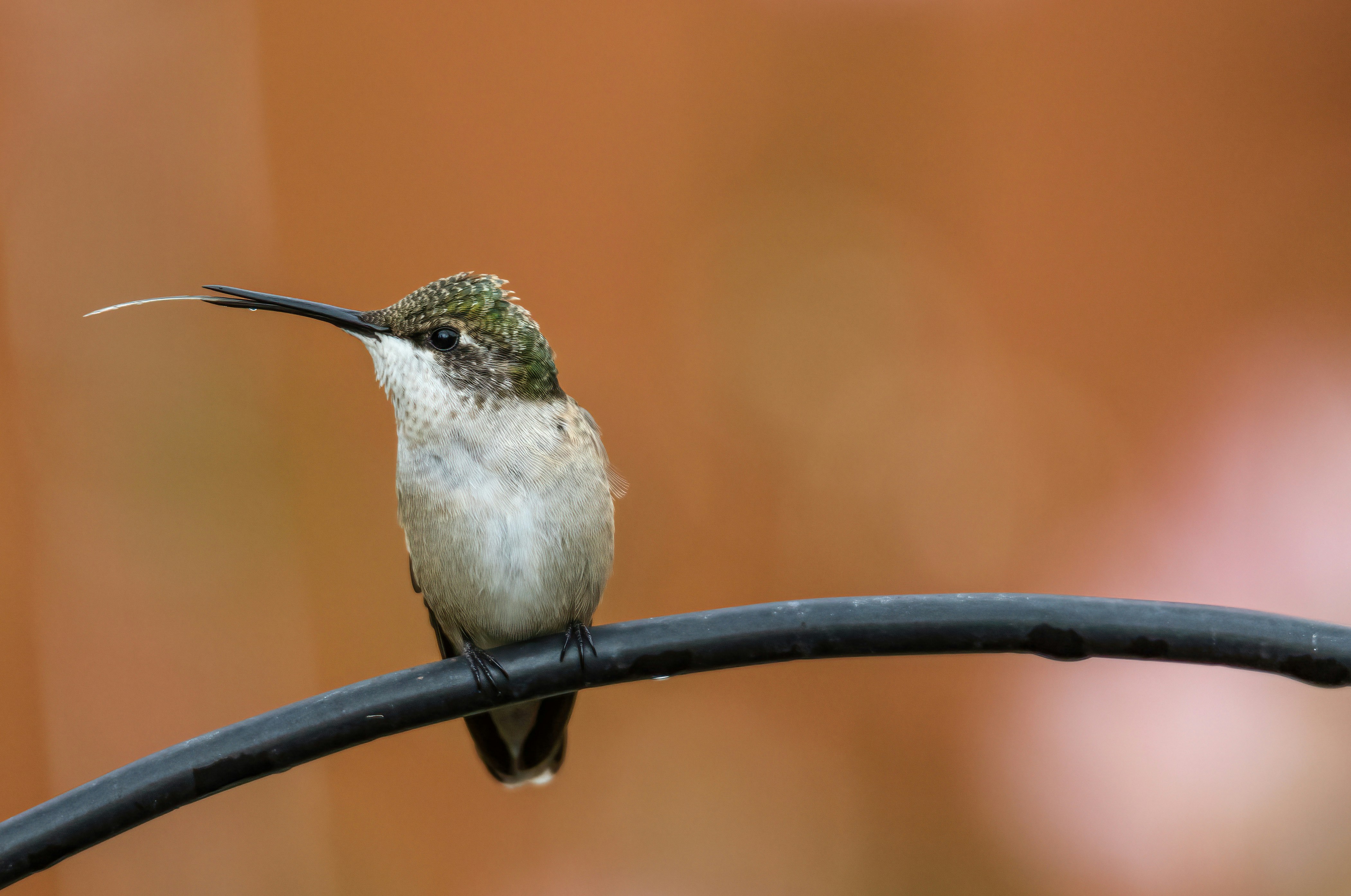 Kolibri sitzt mit ausgestreckter Zunge auf einem dunklen Ast.