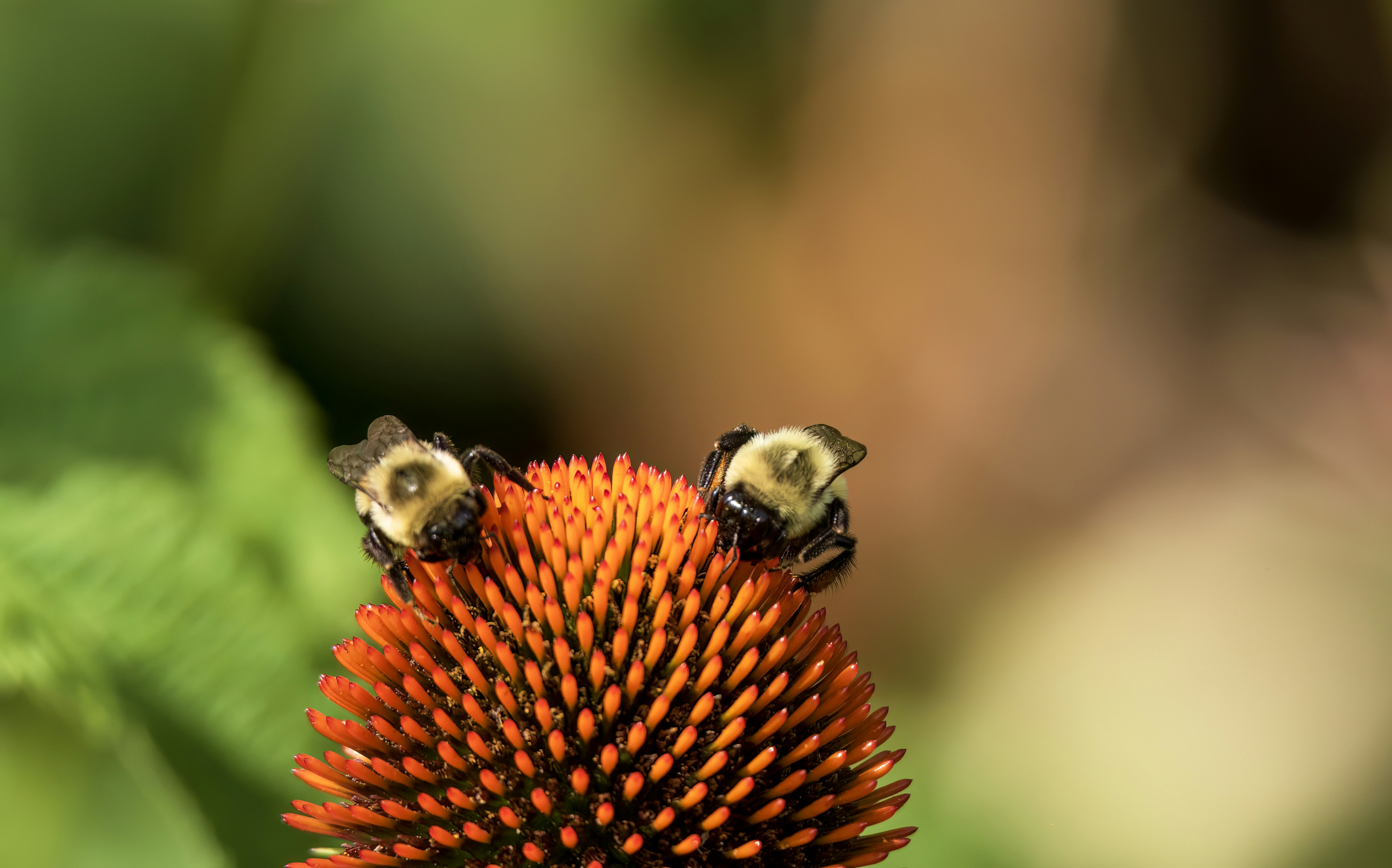 Zwei Bienen auf einem orangefarbenen Sonnenhut