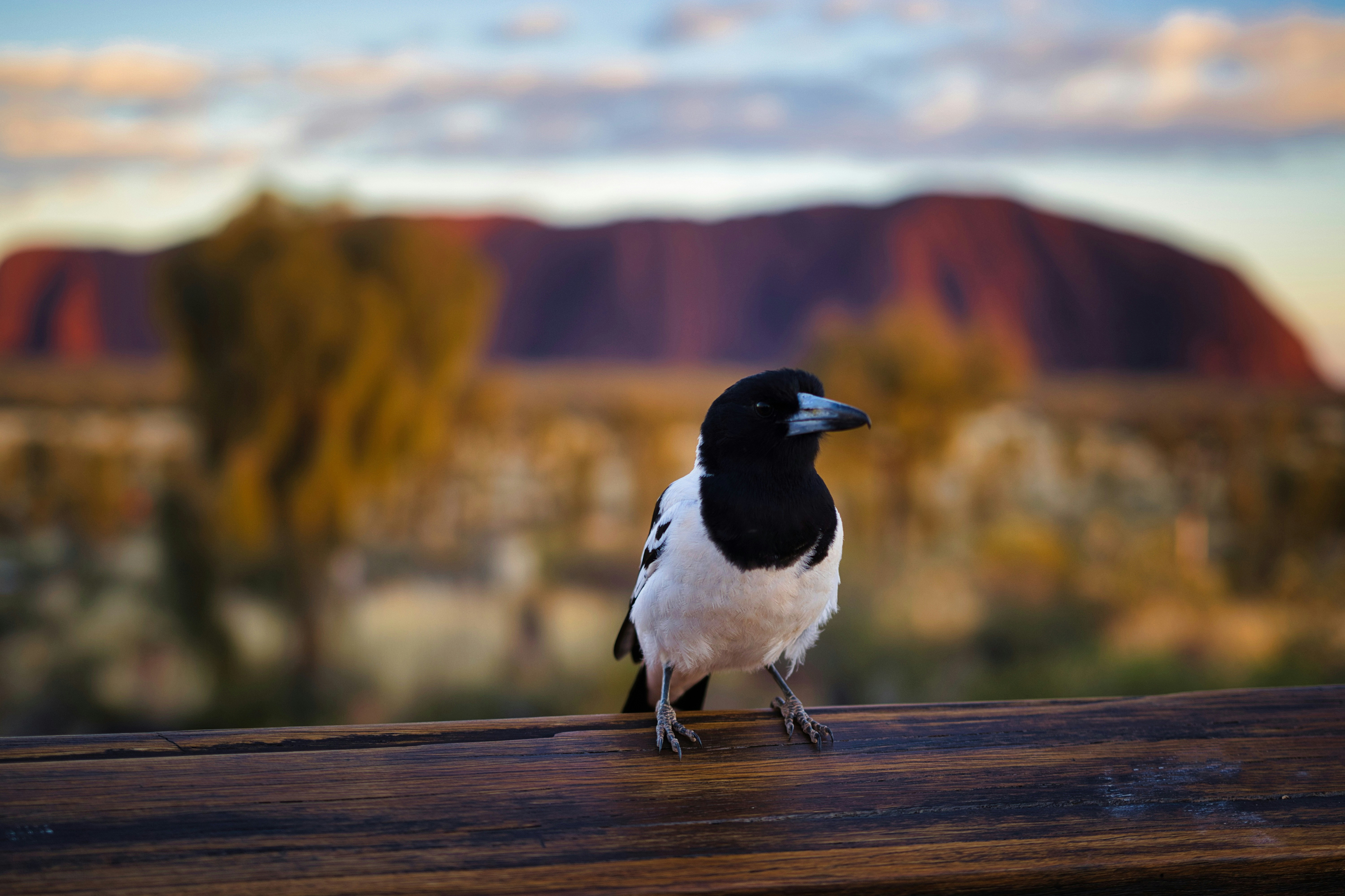 Un oiseau noir et blanc est assis sur une balustrade en bois.