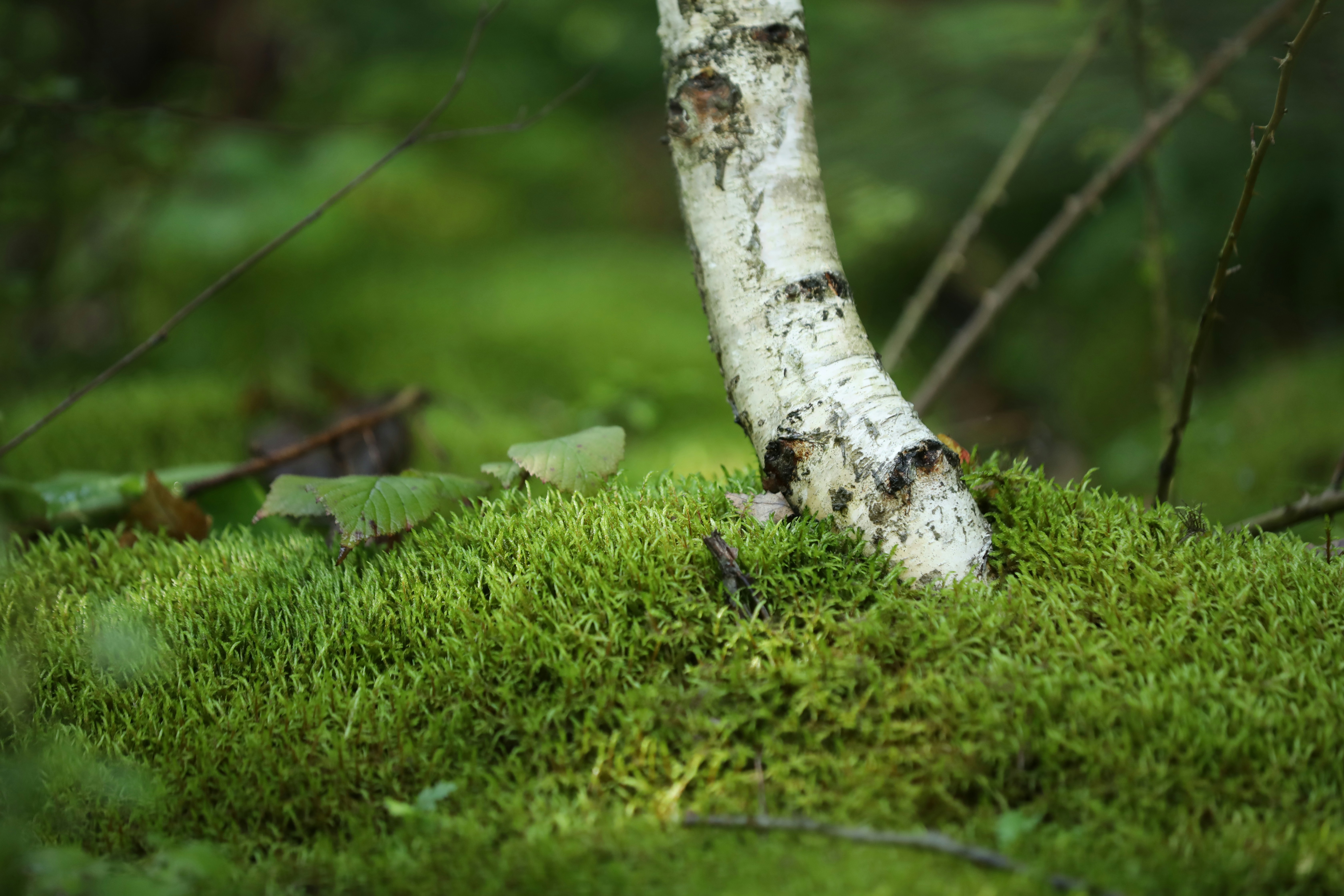 Photo by ovidiugruescu