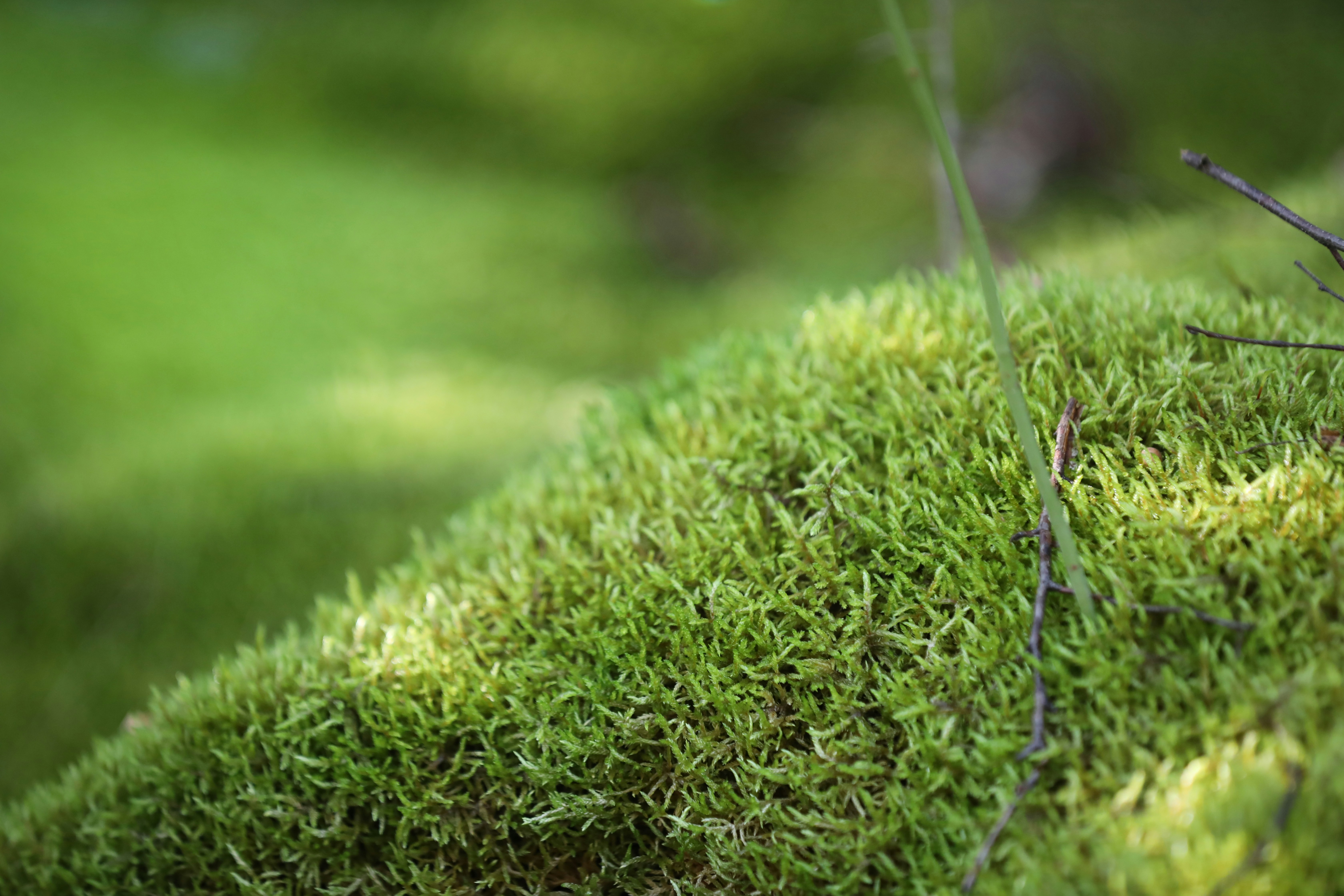 Photo by ovidiugruescu