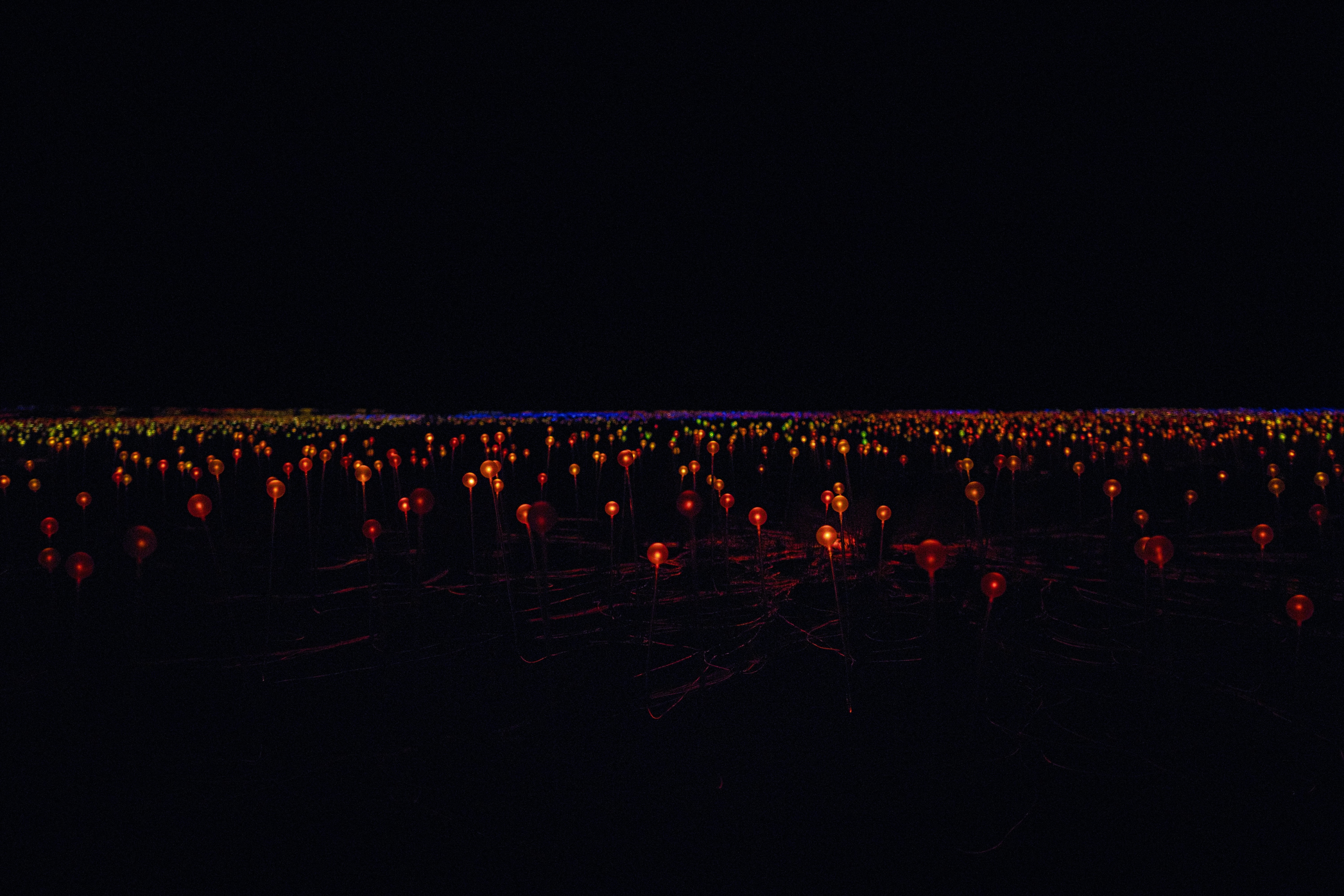 A field of glowing lights at night