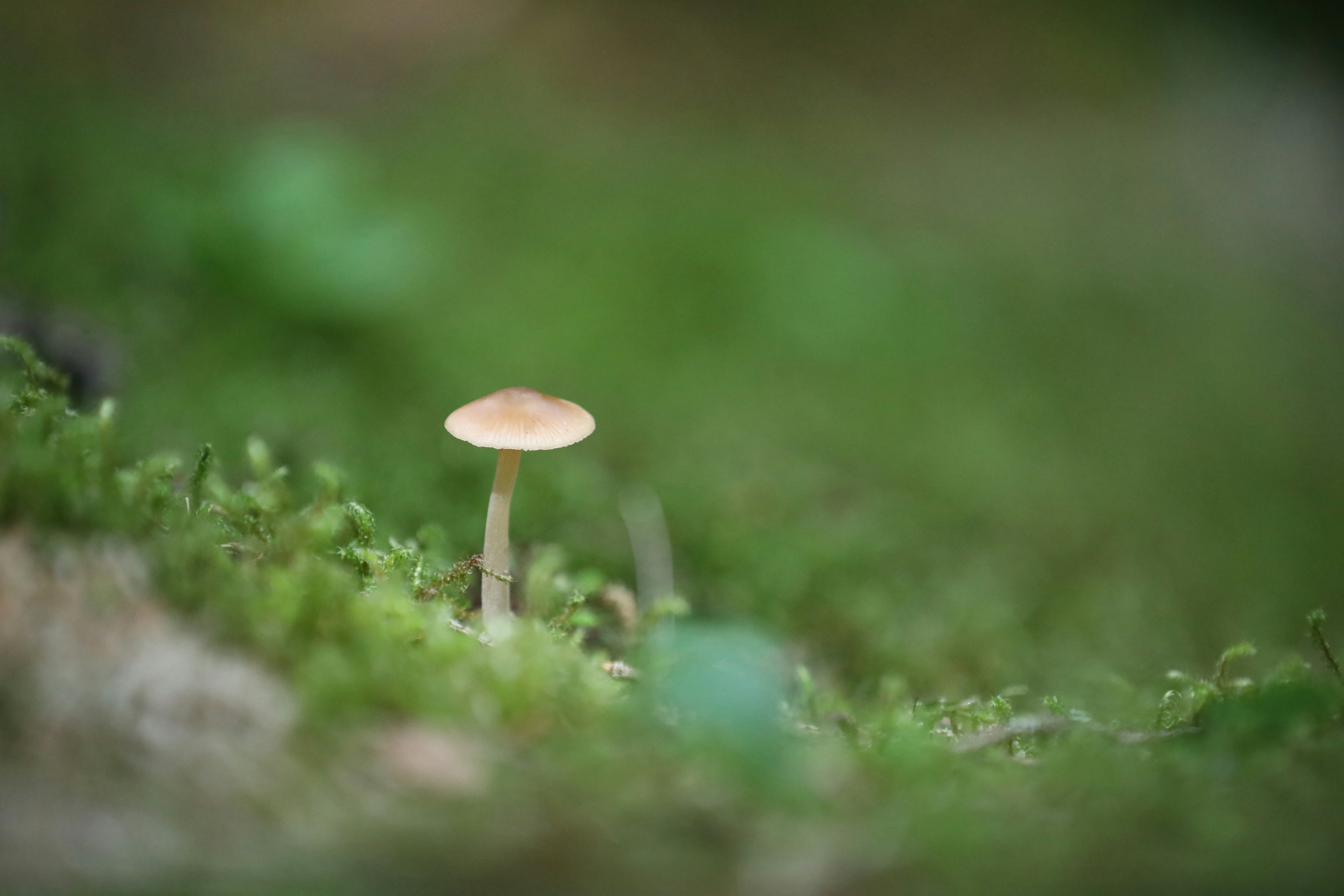 Photo by ovidiugruescu