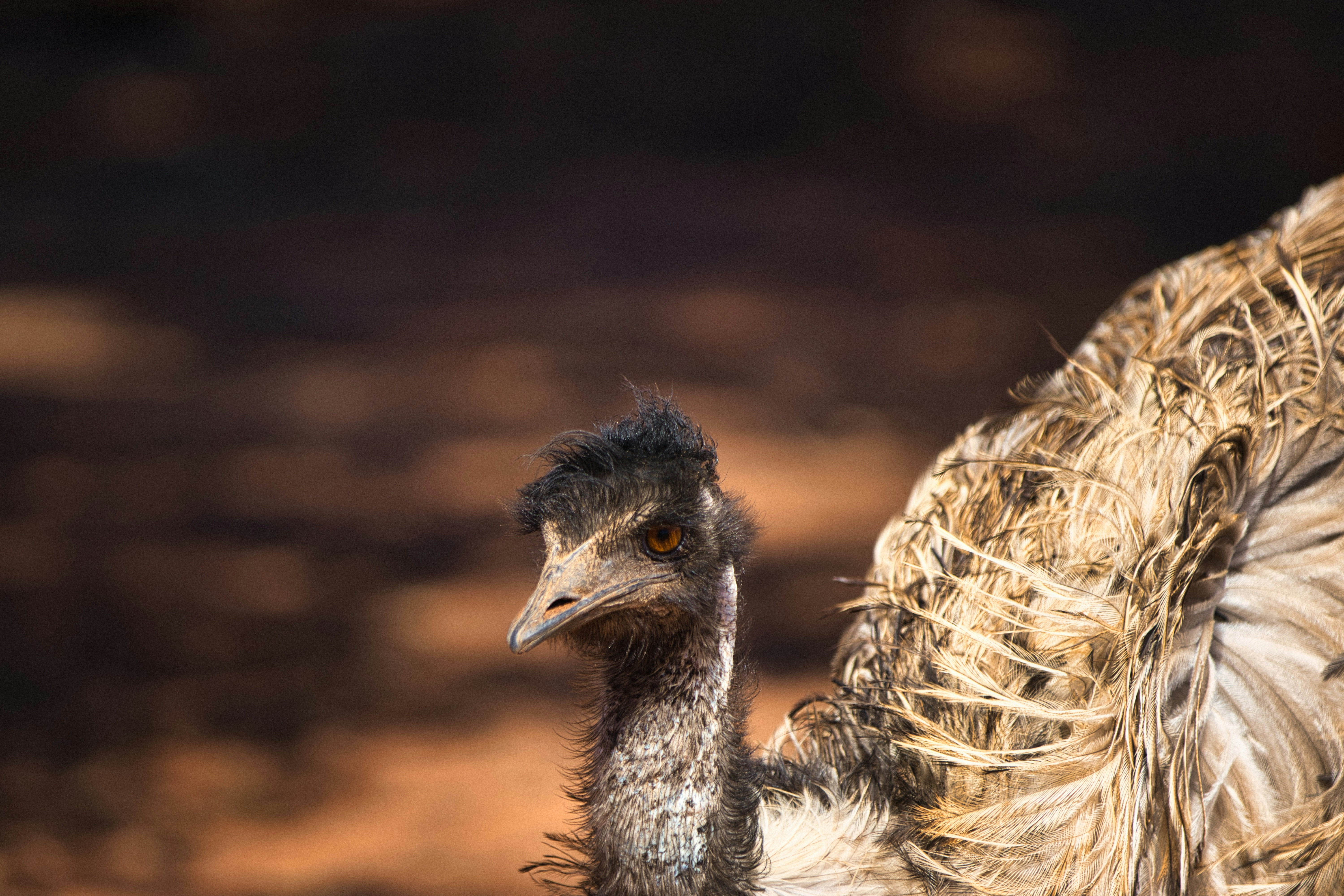 Photo by paws_and_prints