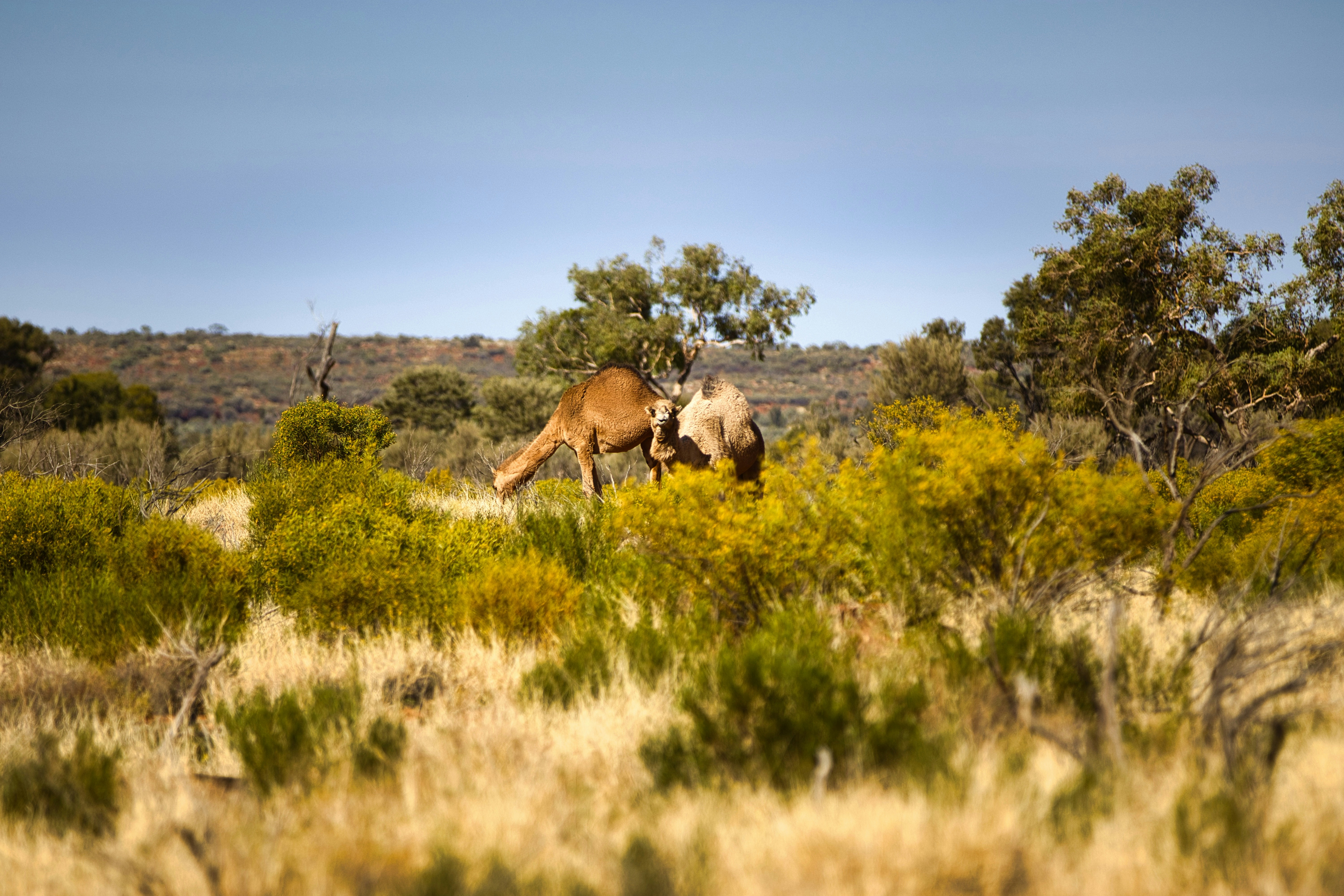 australian outback landscape, wallpaper, Australian Outback Utes: A Rugged Icon 6