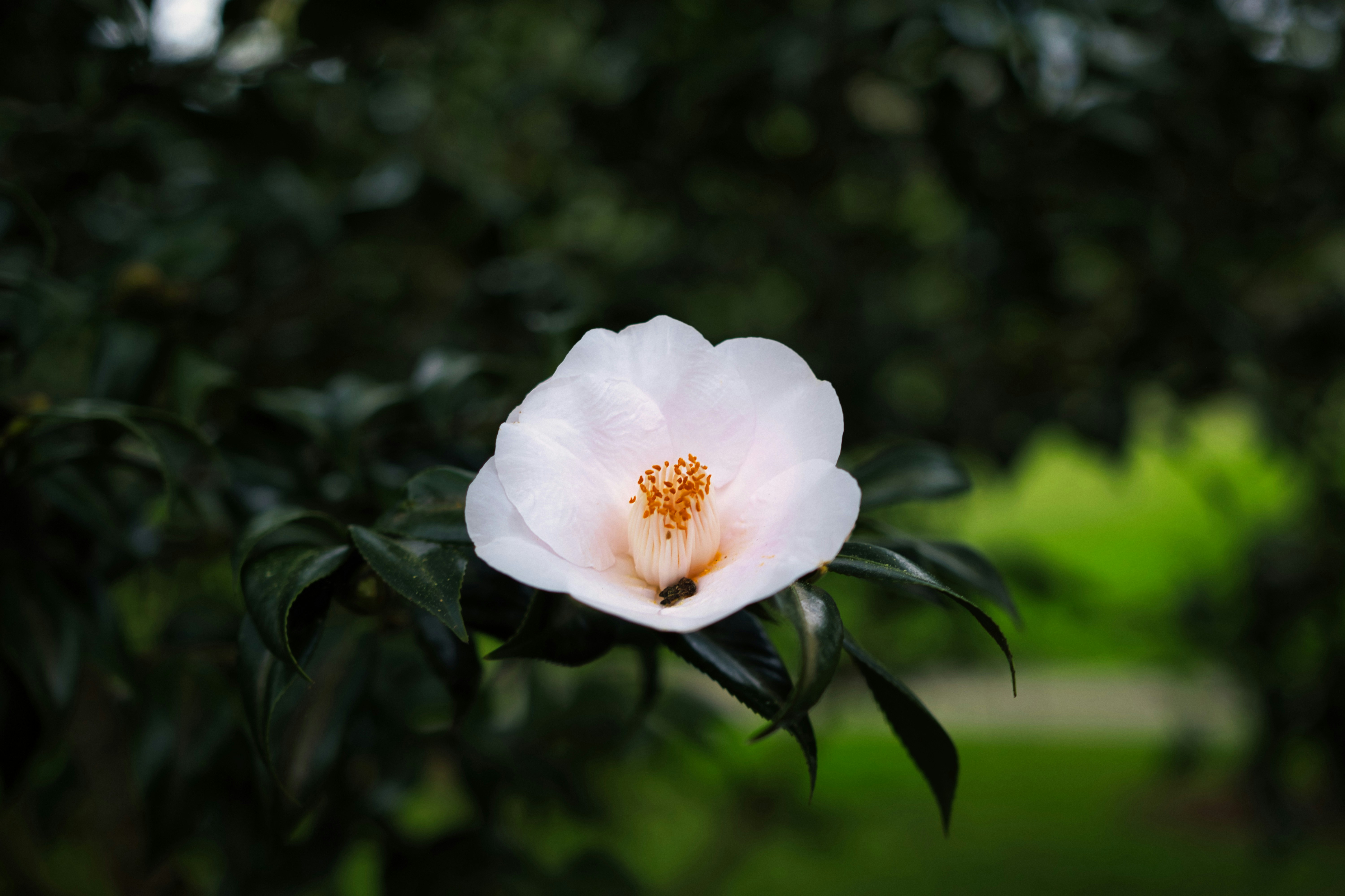 Photo by paws_and_prints