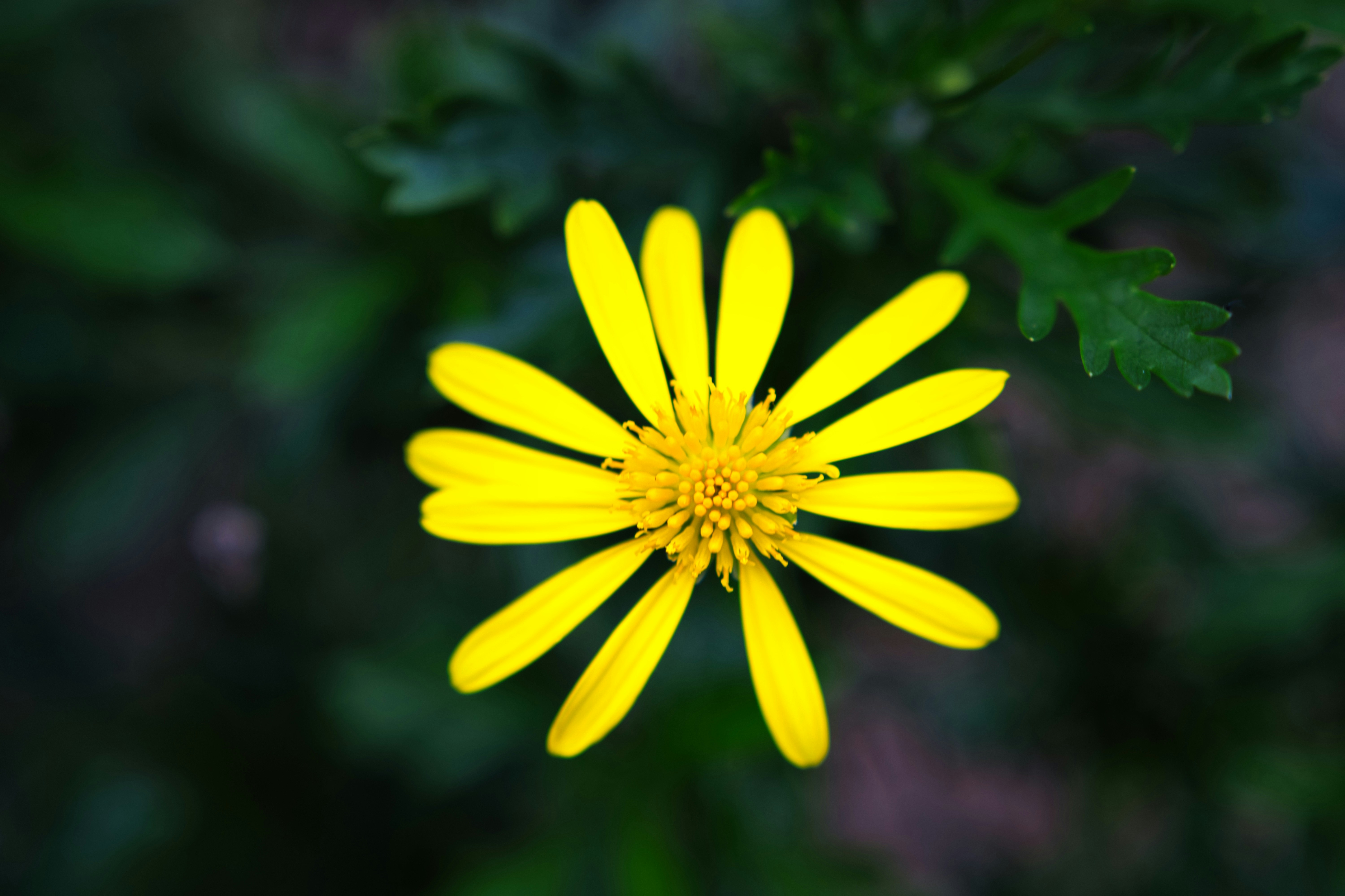 Photo by paws_and_prints