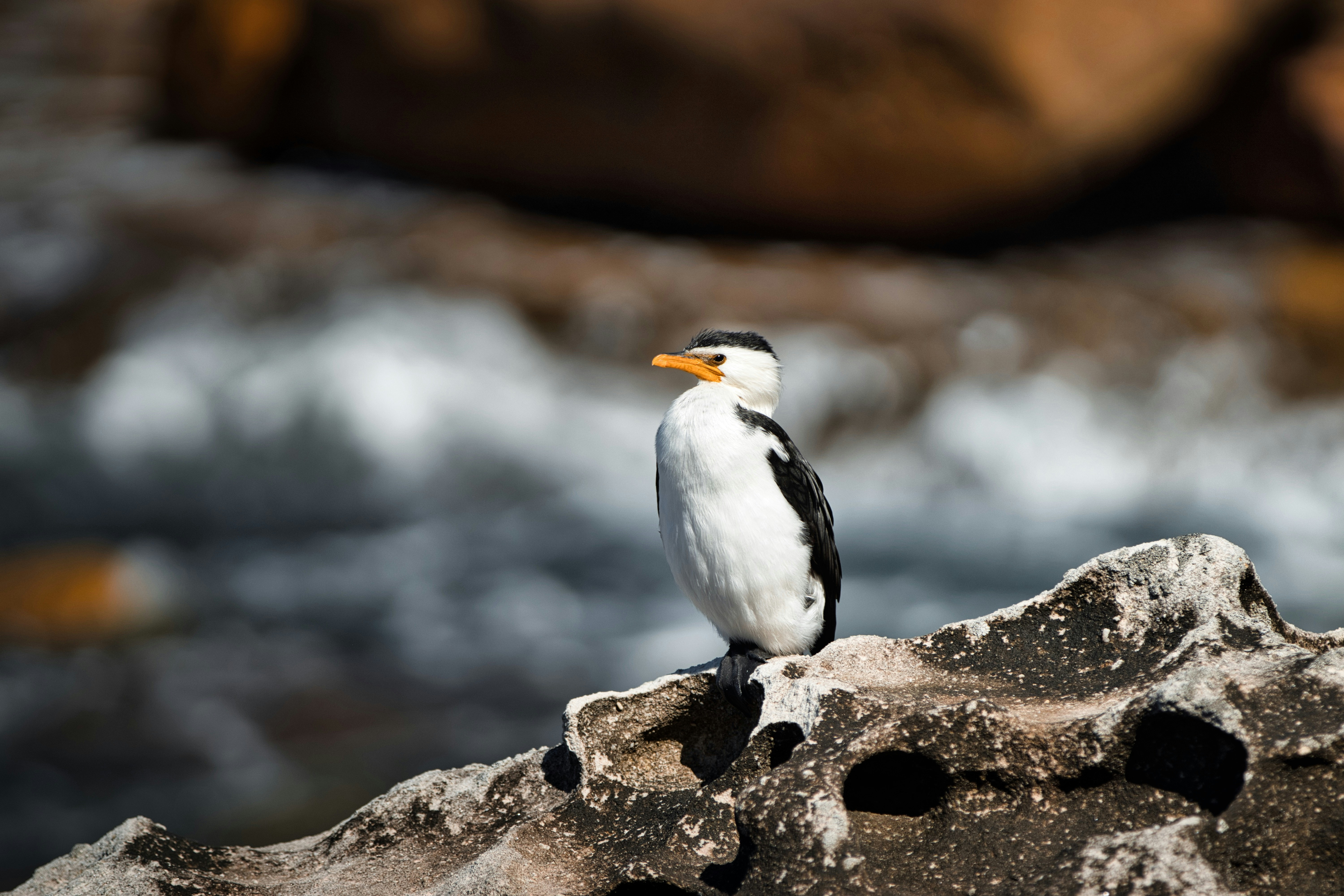 Photo by paws_and_prints