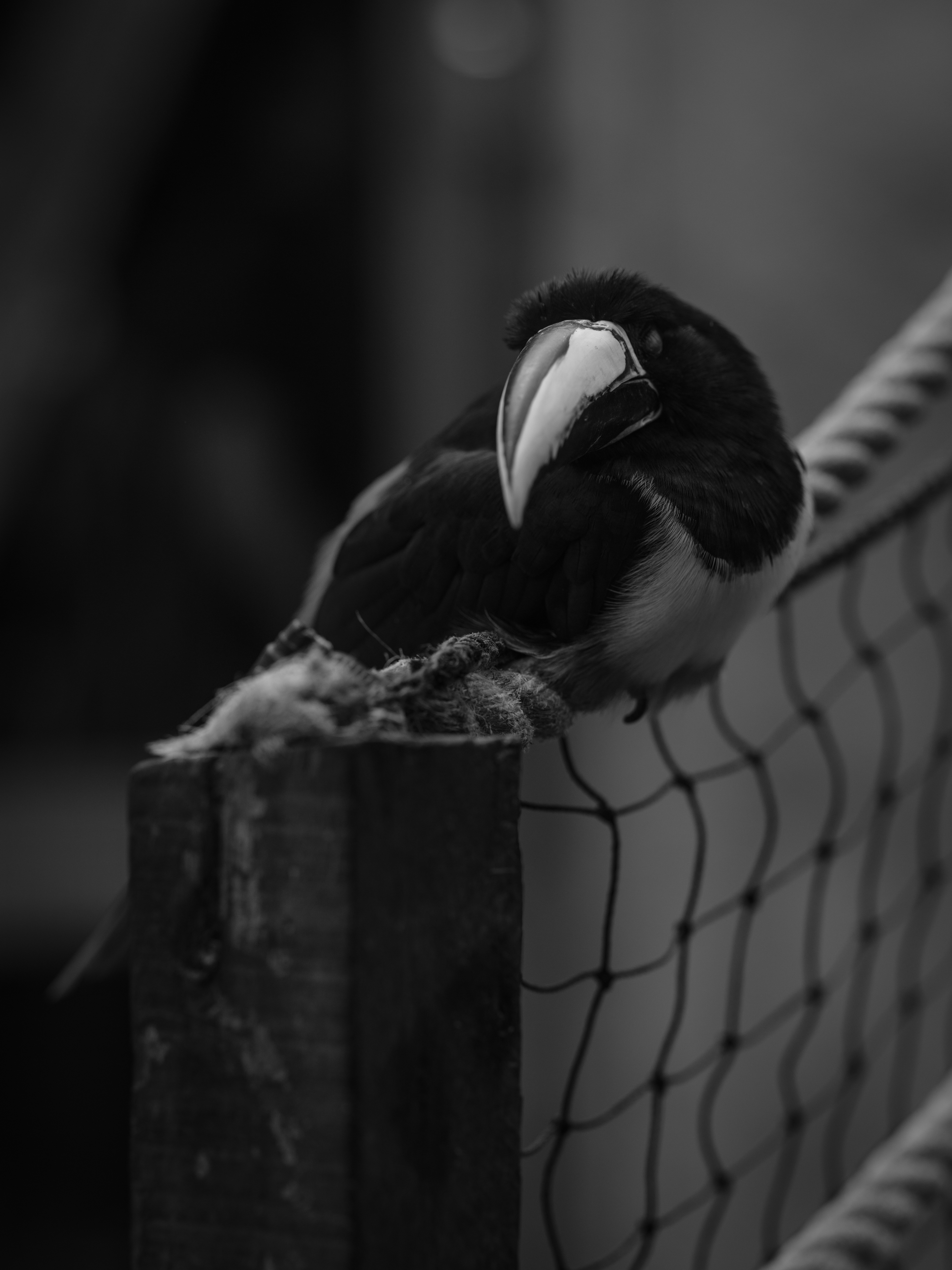 A toucan perched on a wooden post