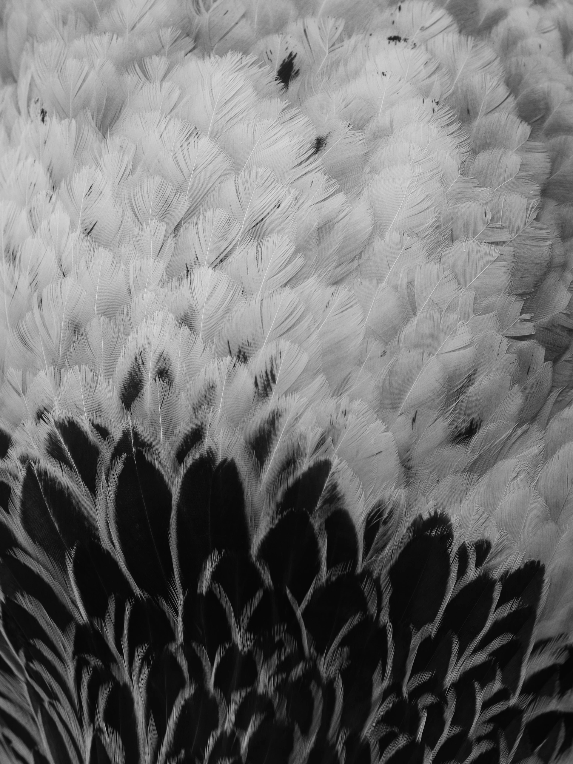 Close-up of black and white bird feathers