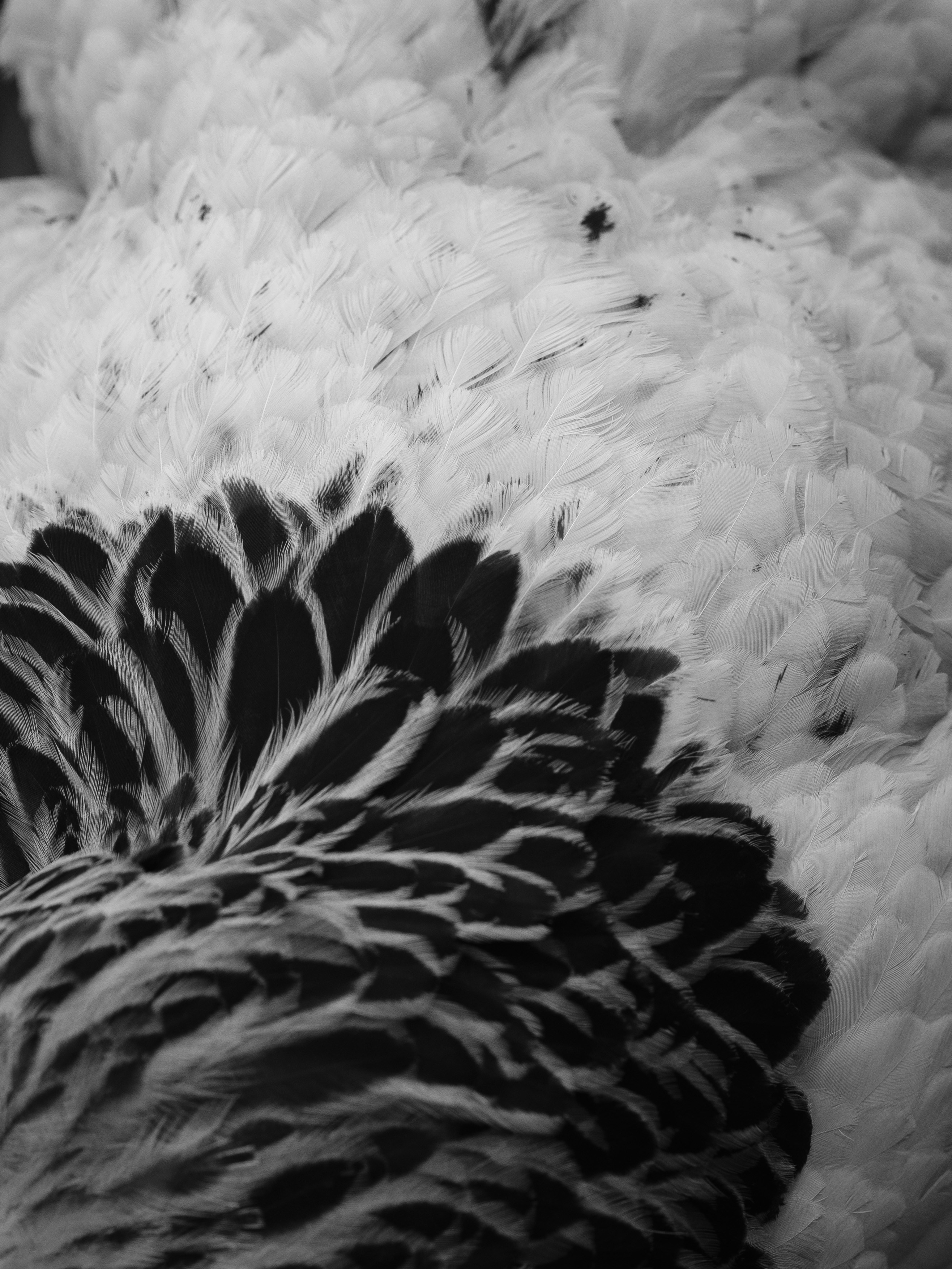 Close-up of black and white bird feathers