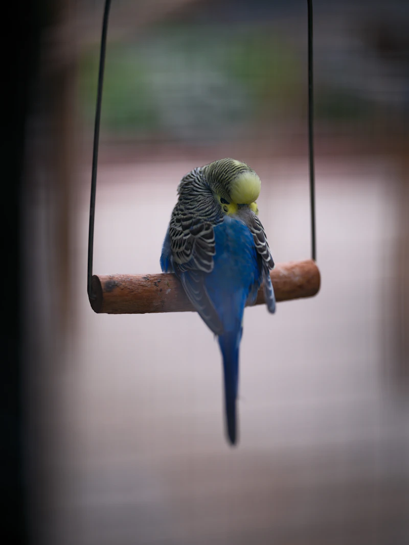 Bird Supplies