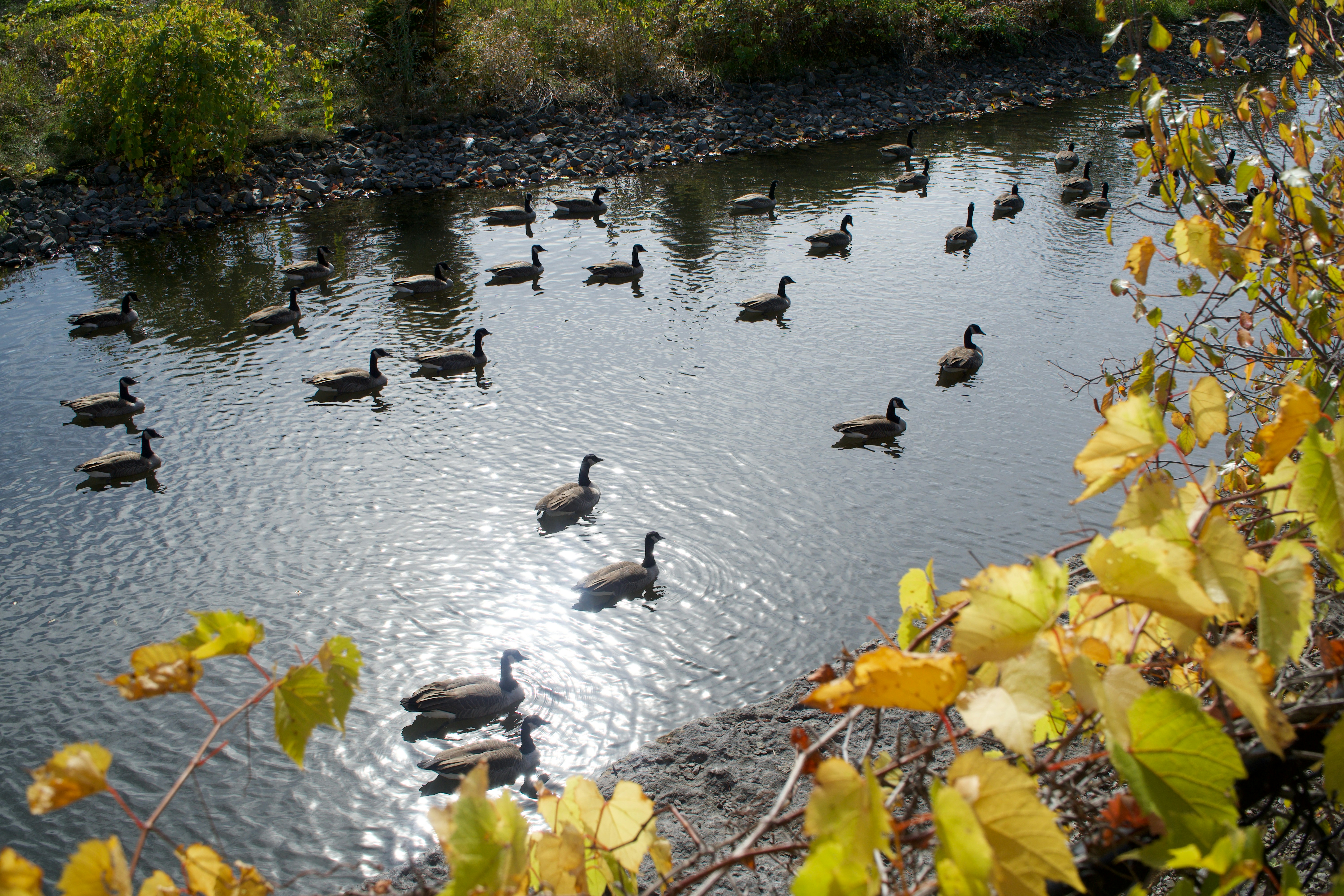 Geese swimming in a calm river with autumn foliage.