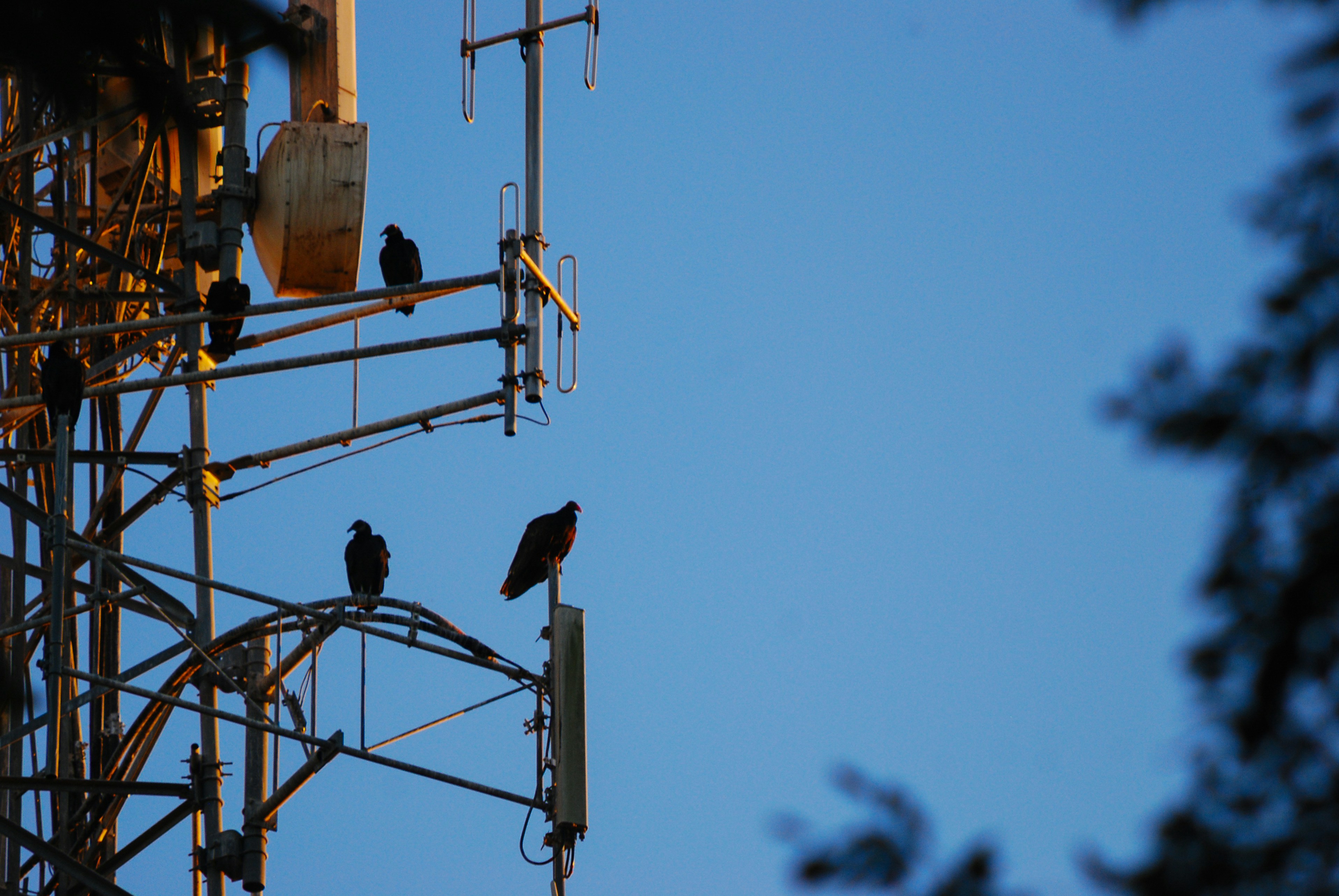 Vultures perched on a cell tower at sunset