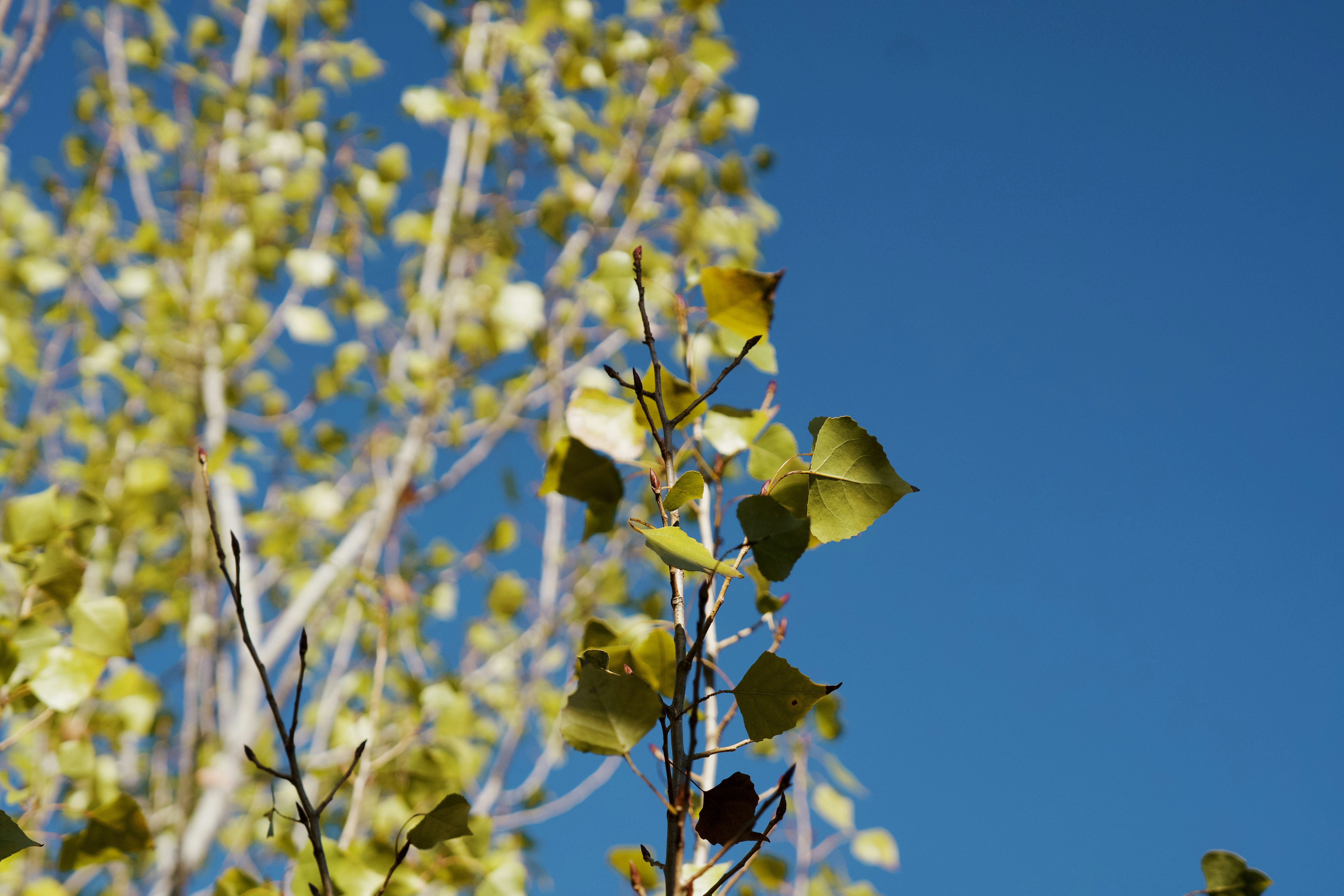 Yellow leaves on a tree against a blue sky photo – Free Autumn Image on ...