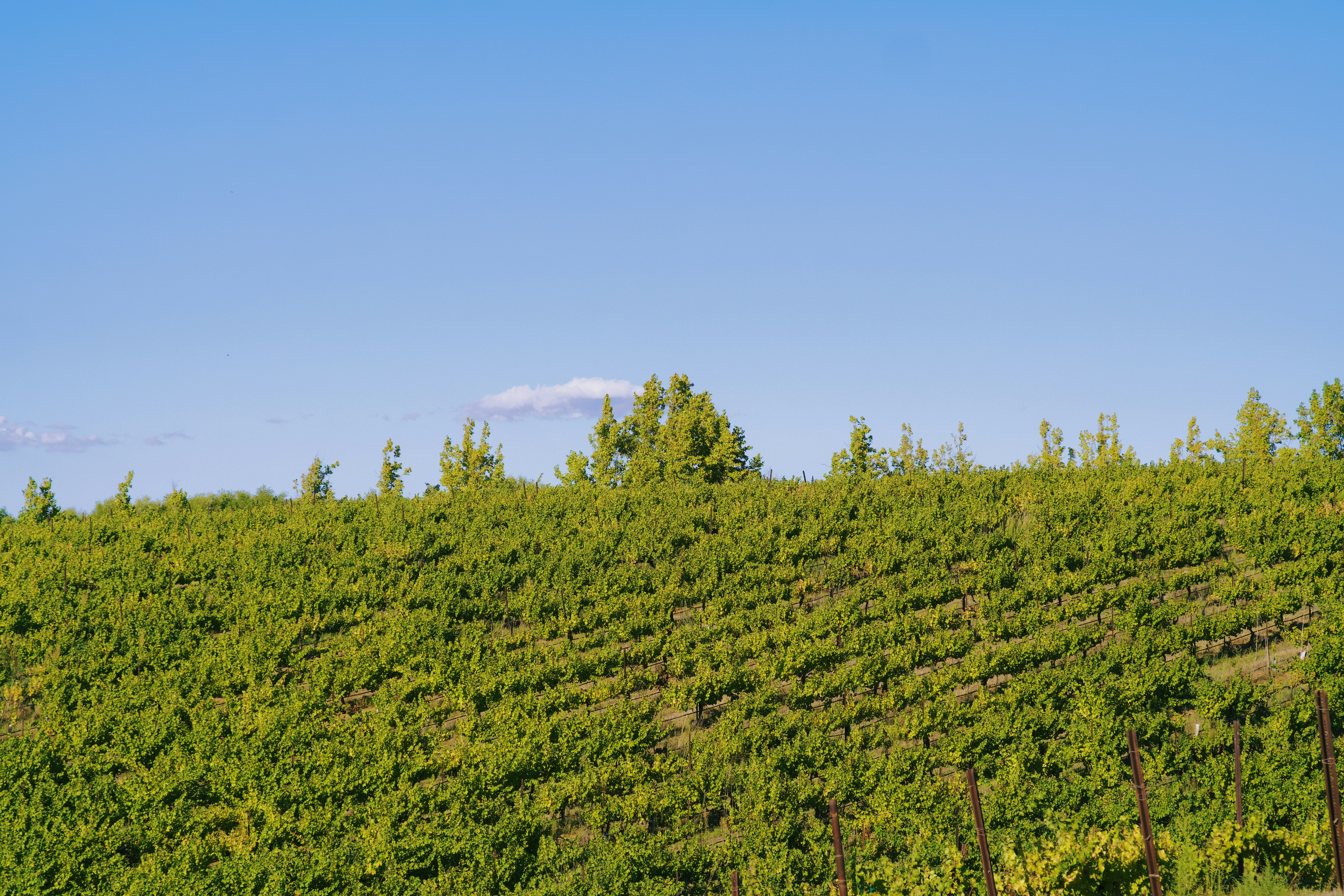 Photo by spencer_demera