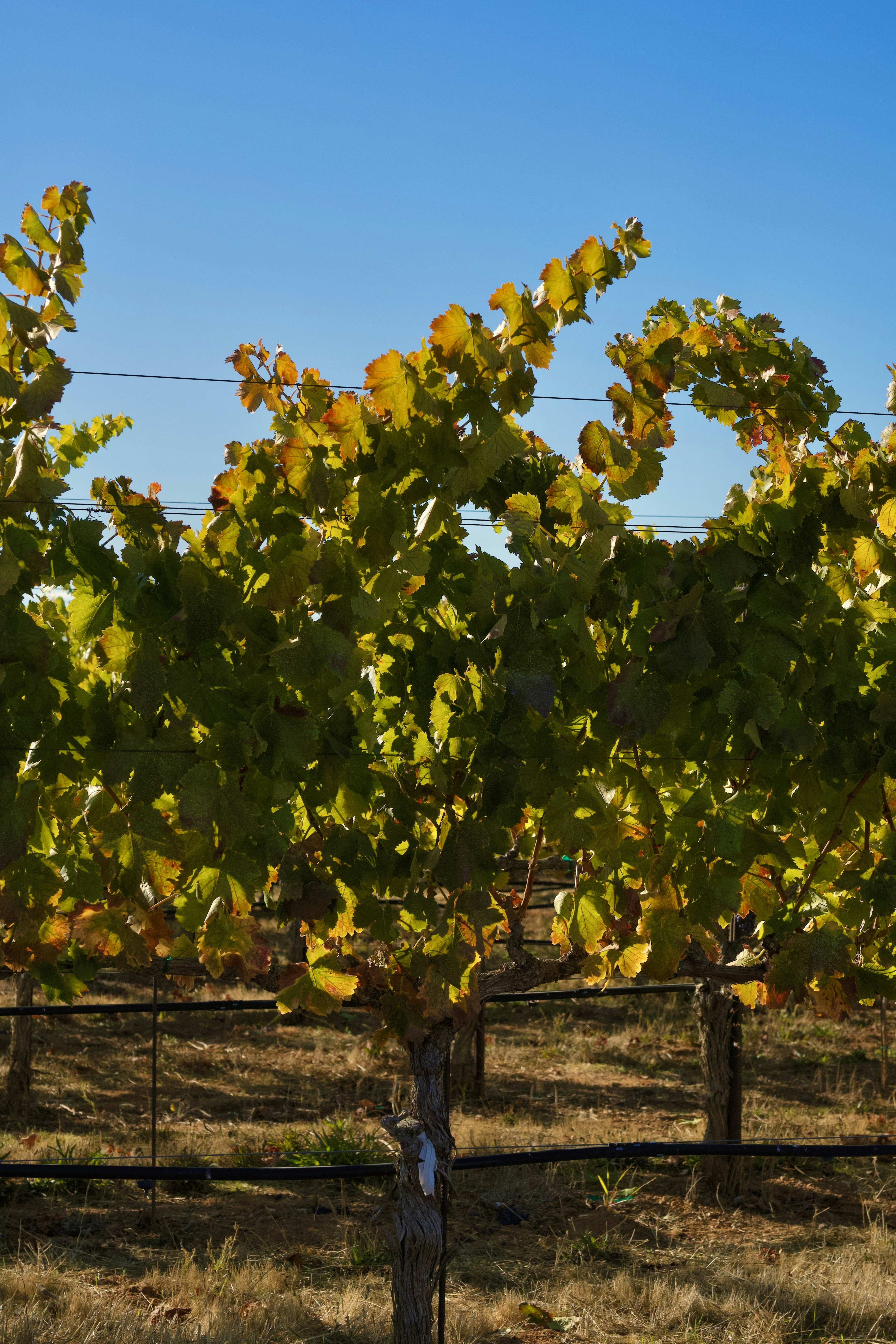 Photo by spencer_demera