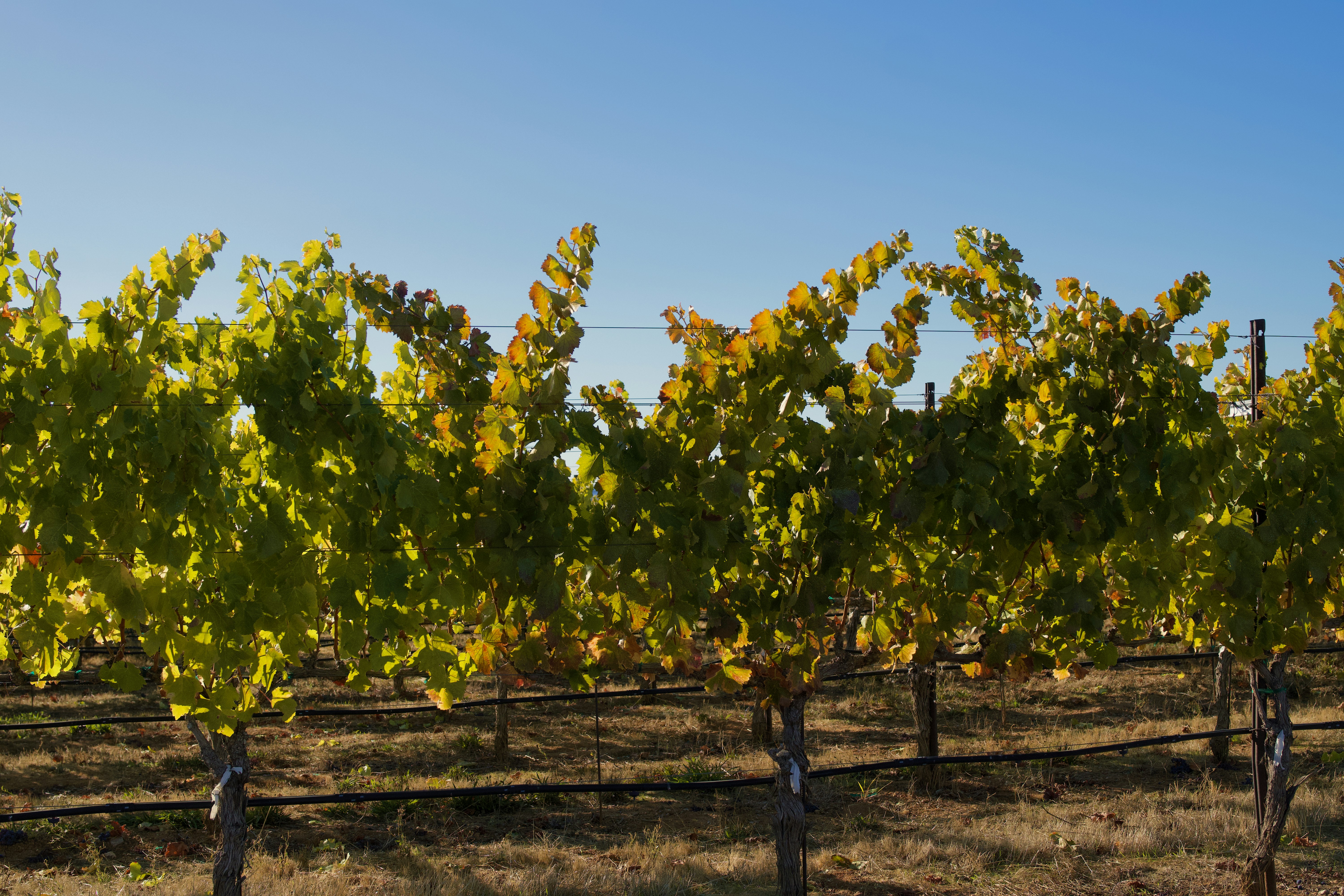 Photo by spencer_demera