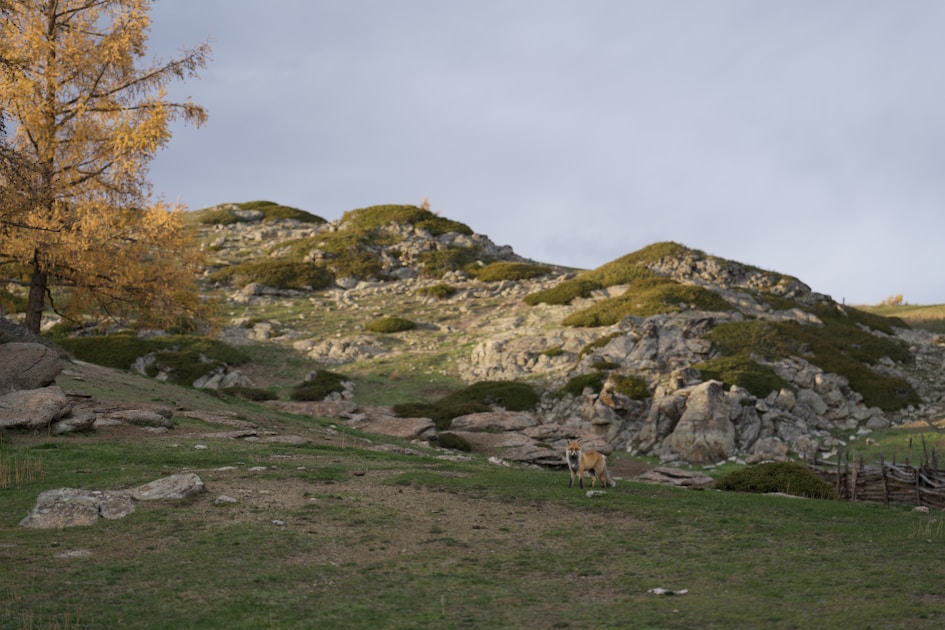 Hunter glassing a western mountain ridge during application season planning