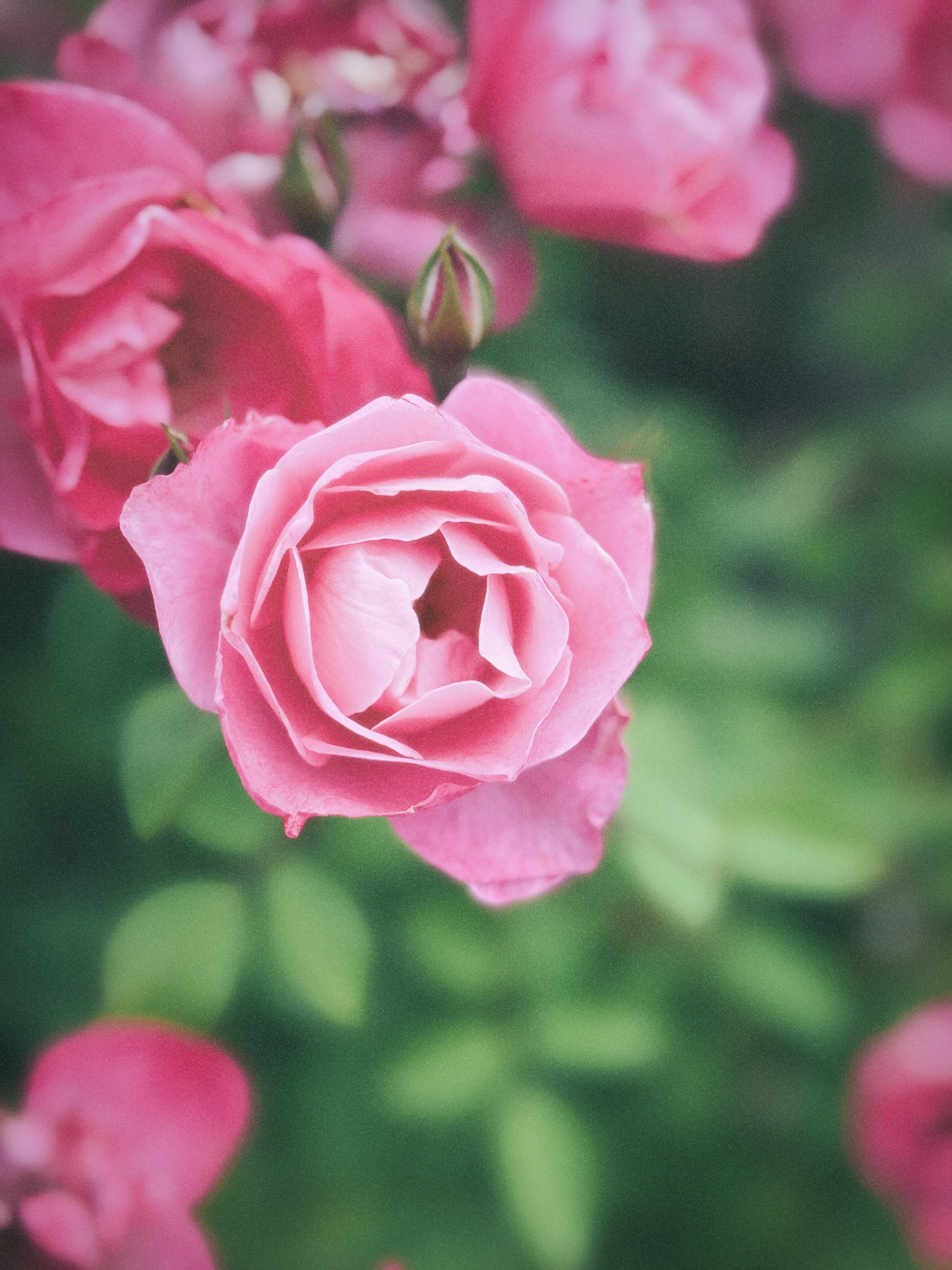 Photo by alishaolivas24