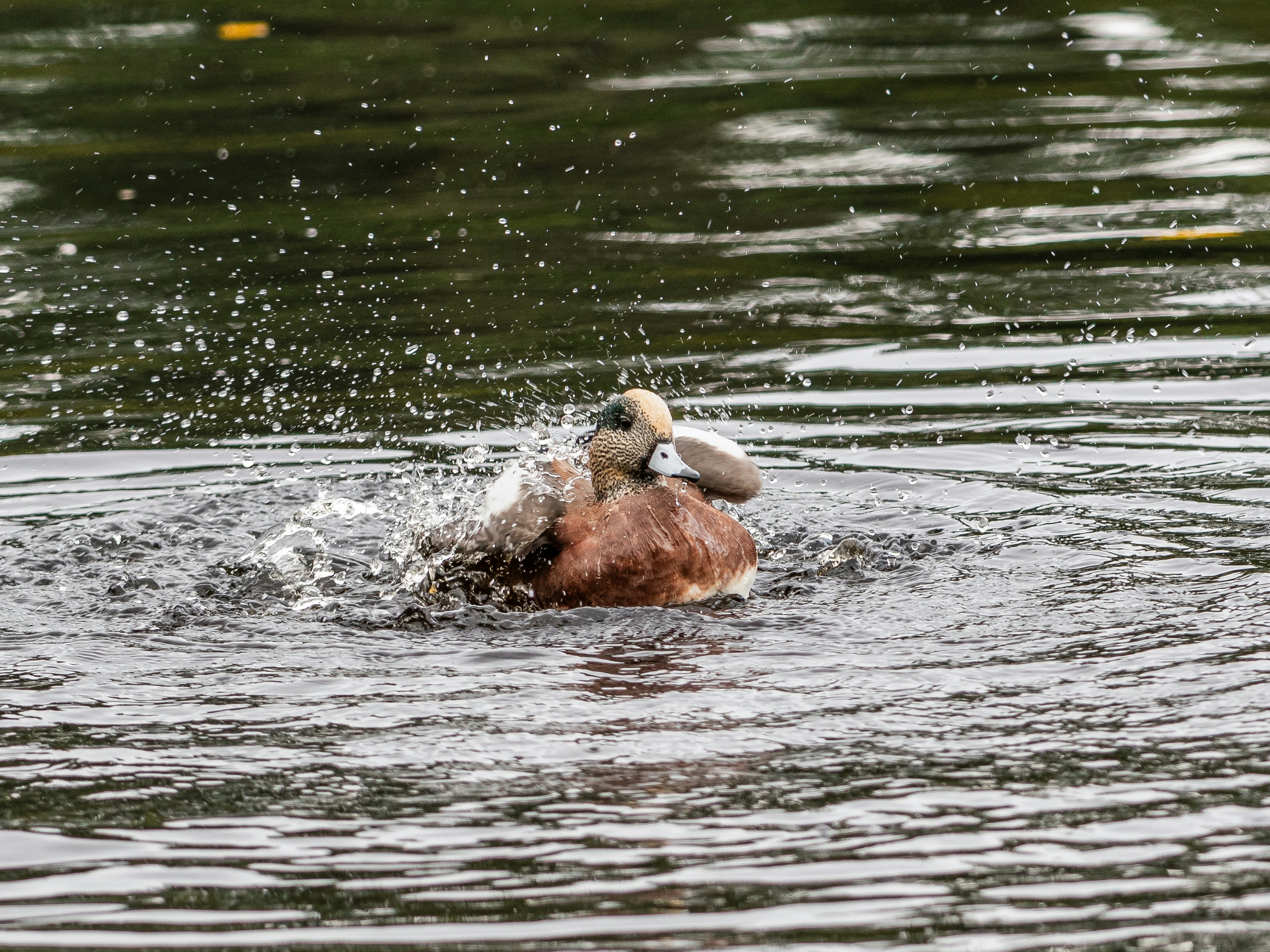 Photo by ericstoynov