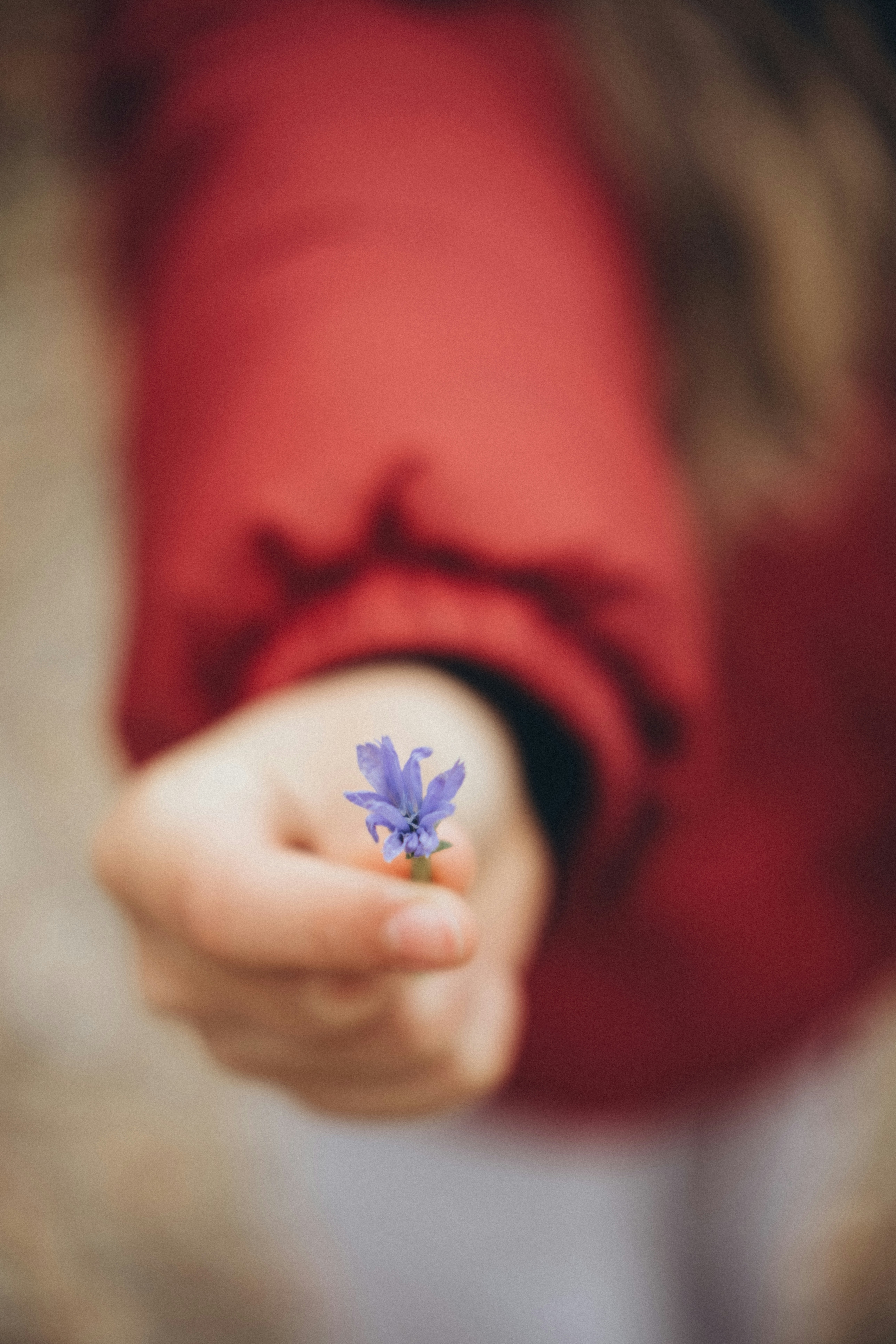 Child offers a small purple flower with a red jacket