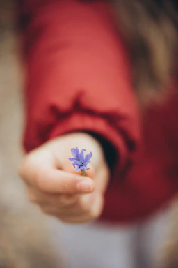 Child offers a small purple flower with a red jacket
