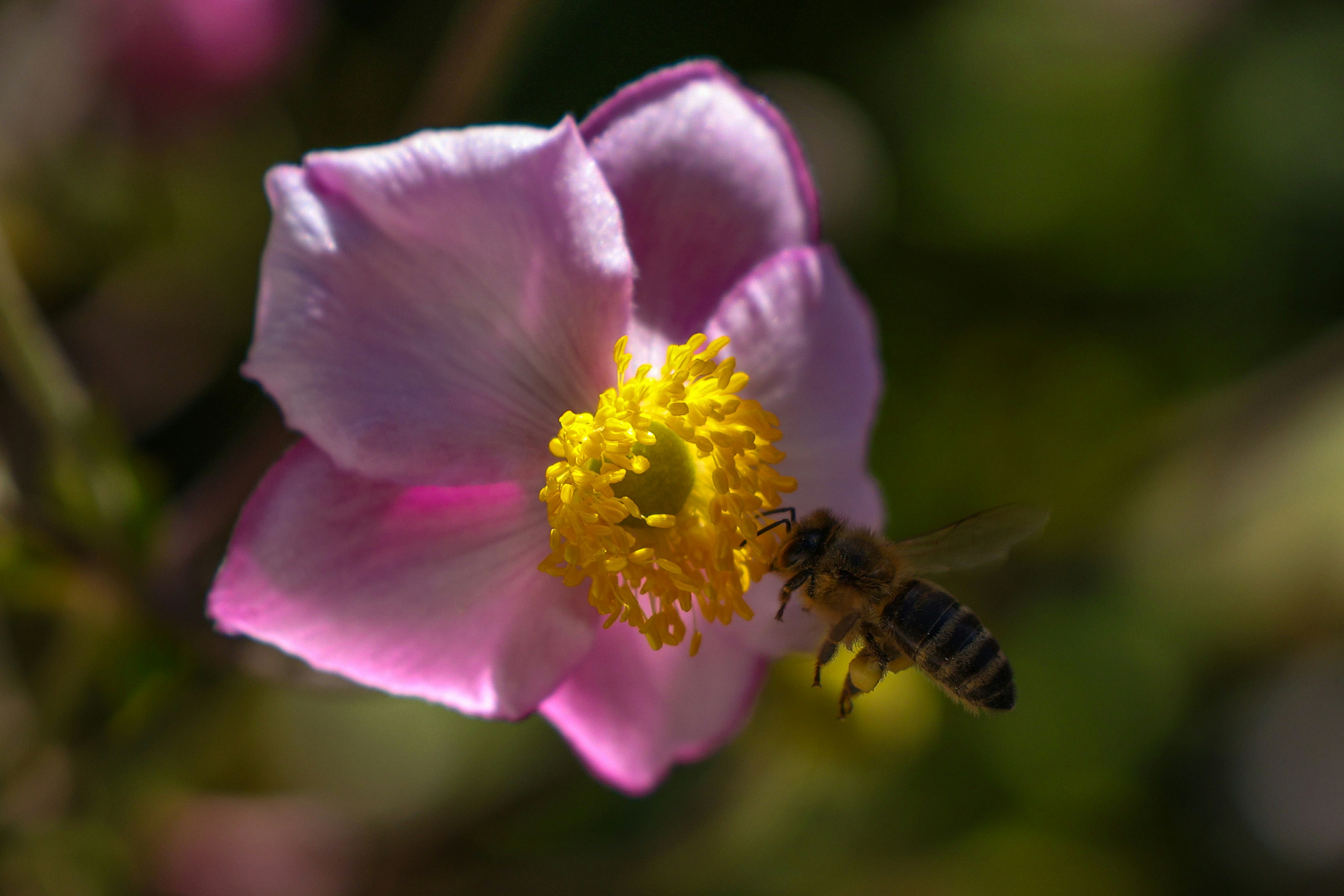 Glass Nectar Collector Kit