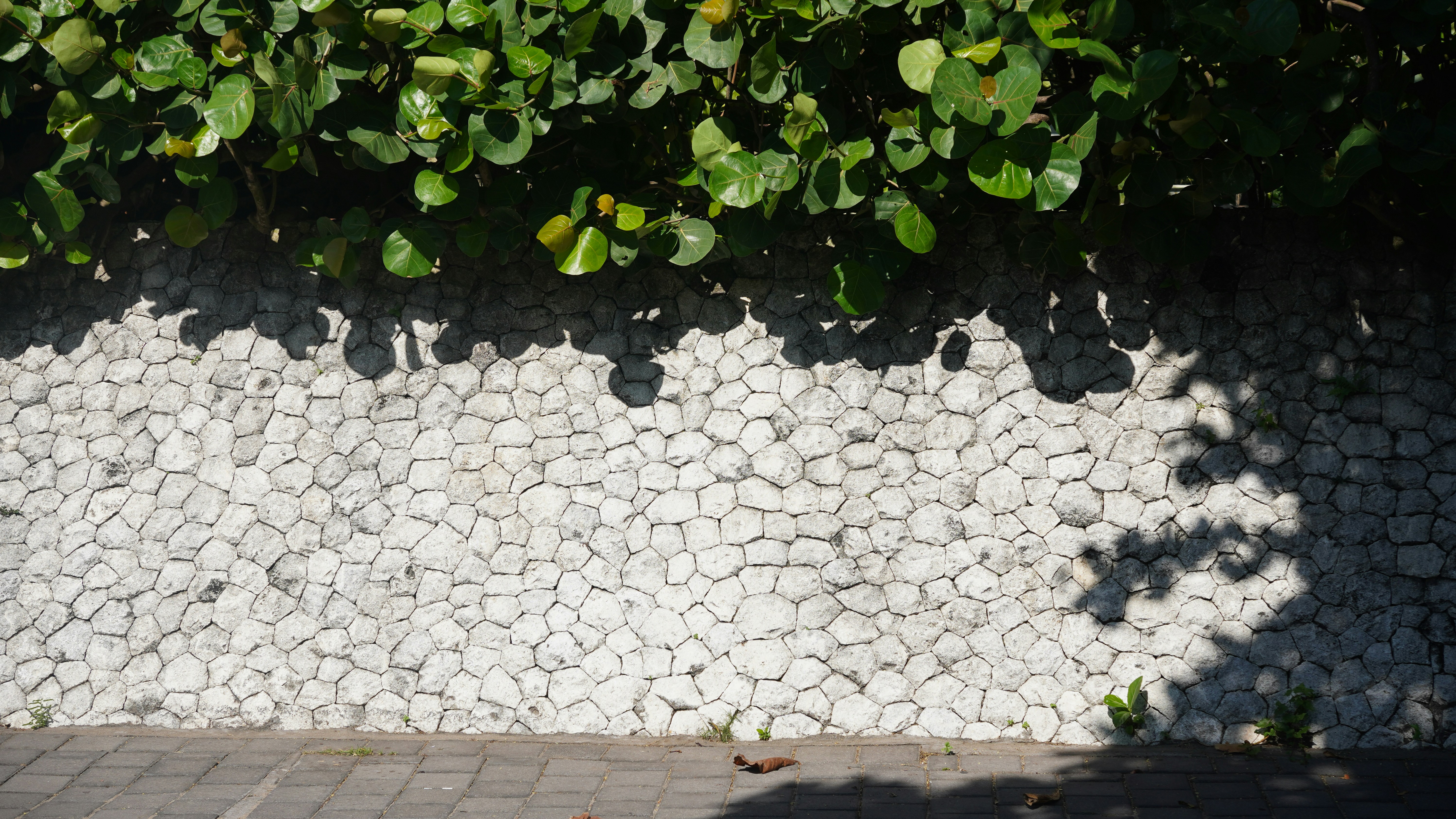 Green leaves cast shadows on a white stone wall.