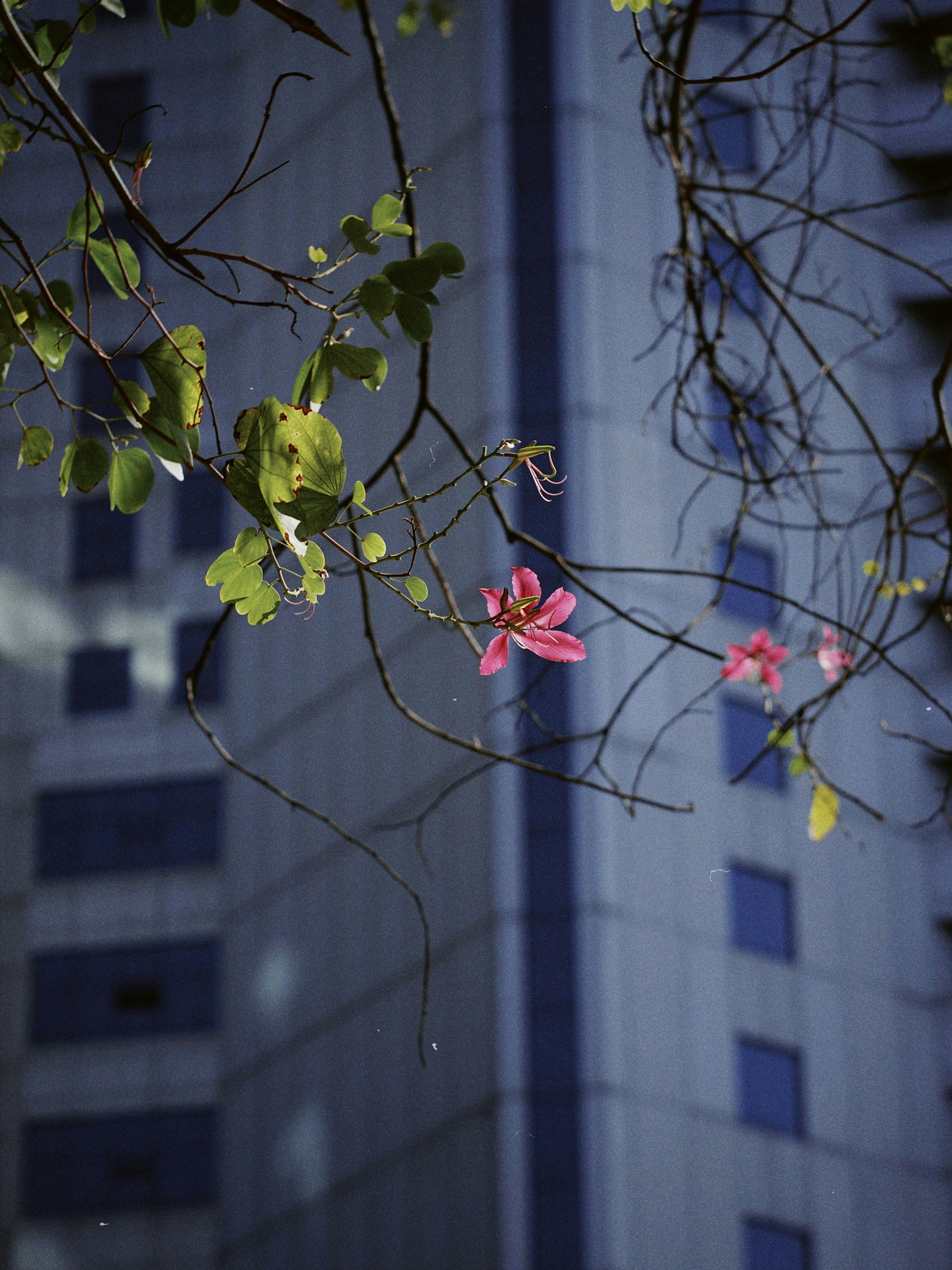 Pink flowers bloom on a tree branch with building background.