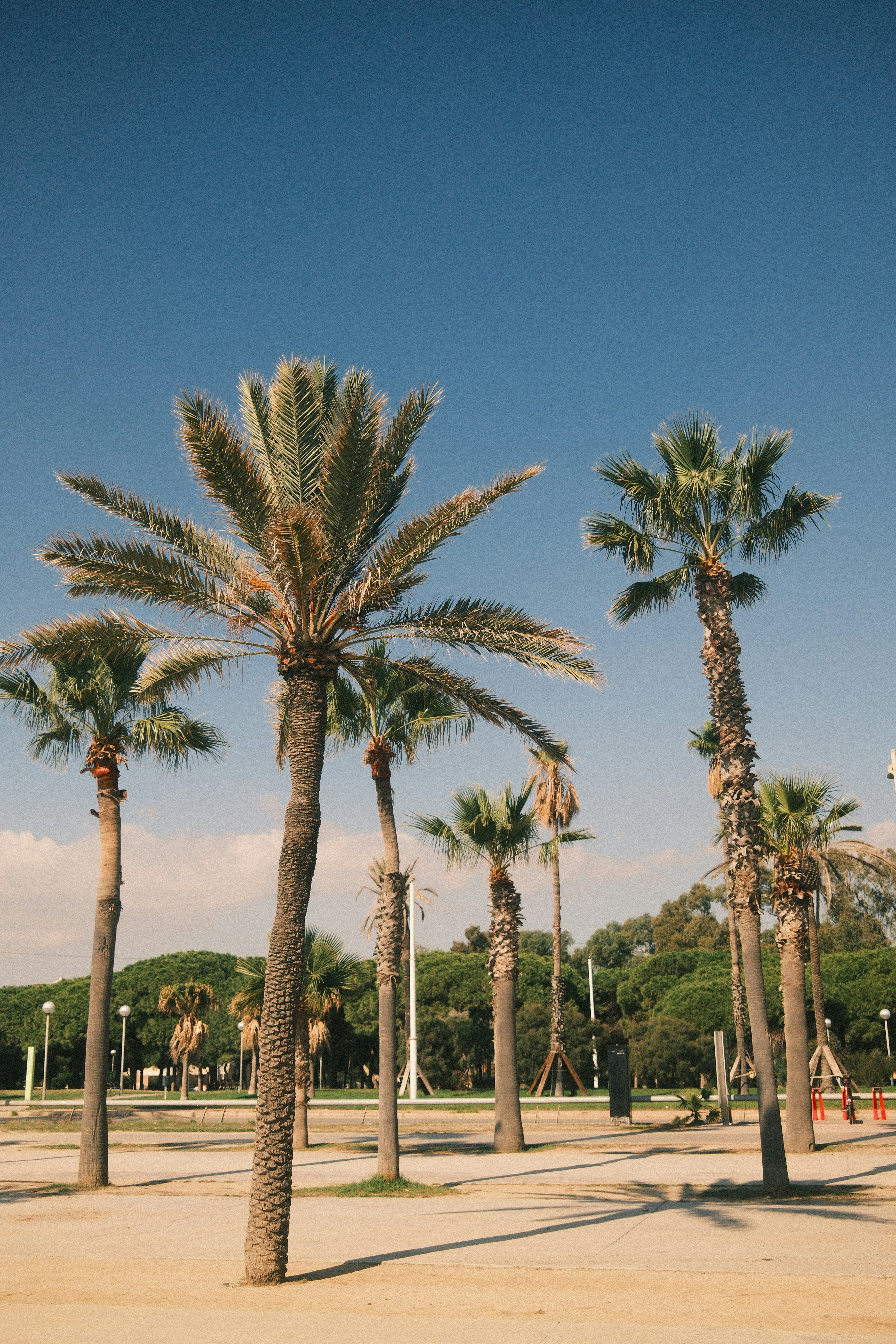 Several palm trees under a clear blue sky.