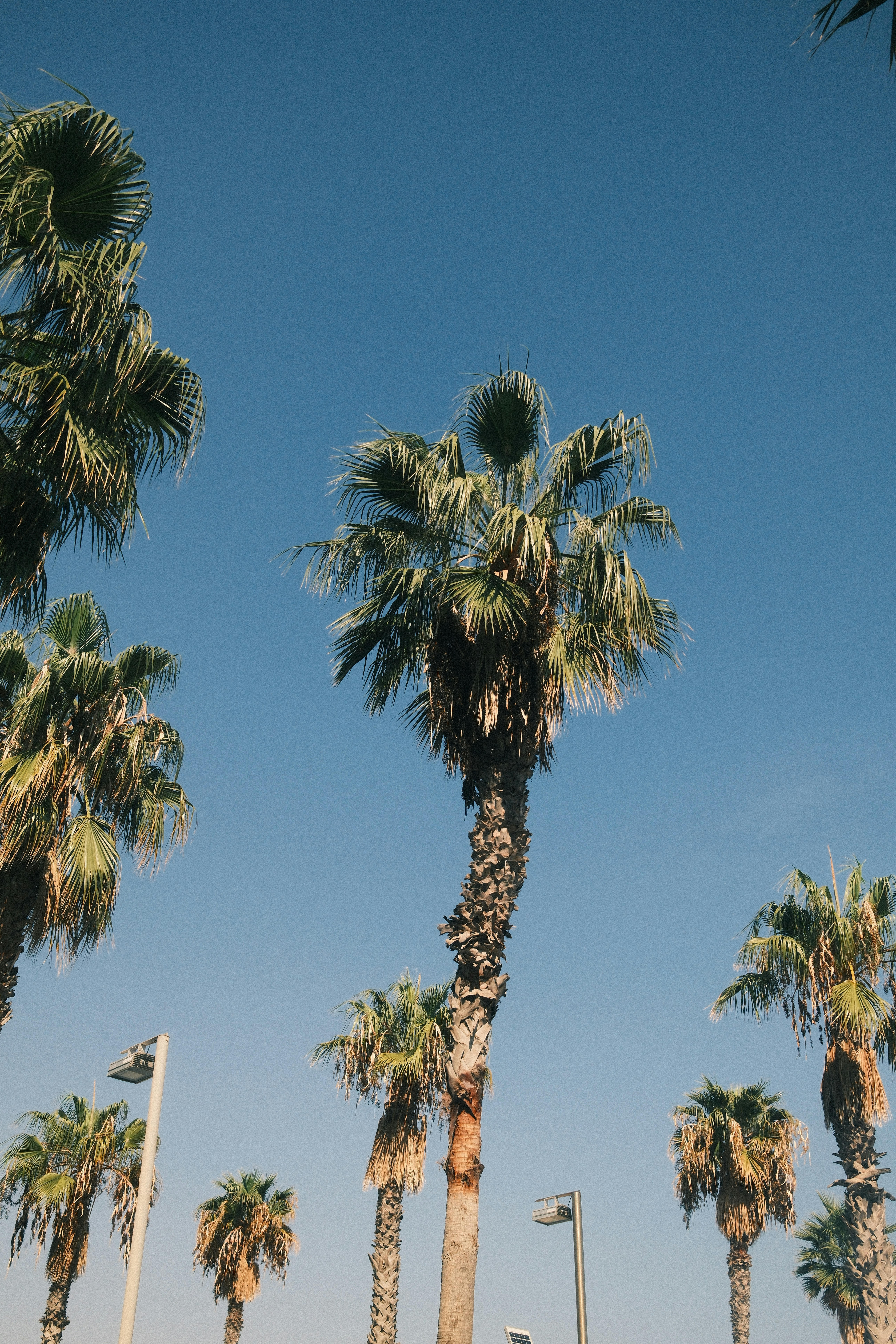 Tall palm trees against a clear blue sky.