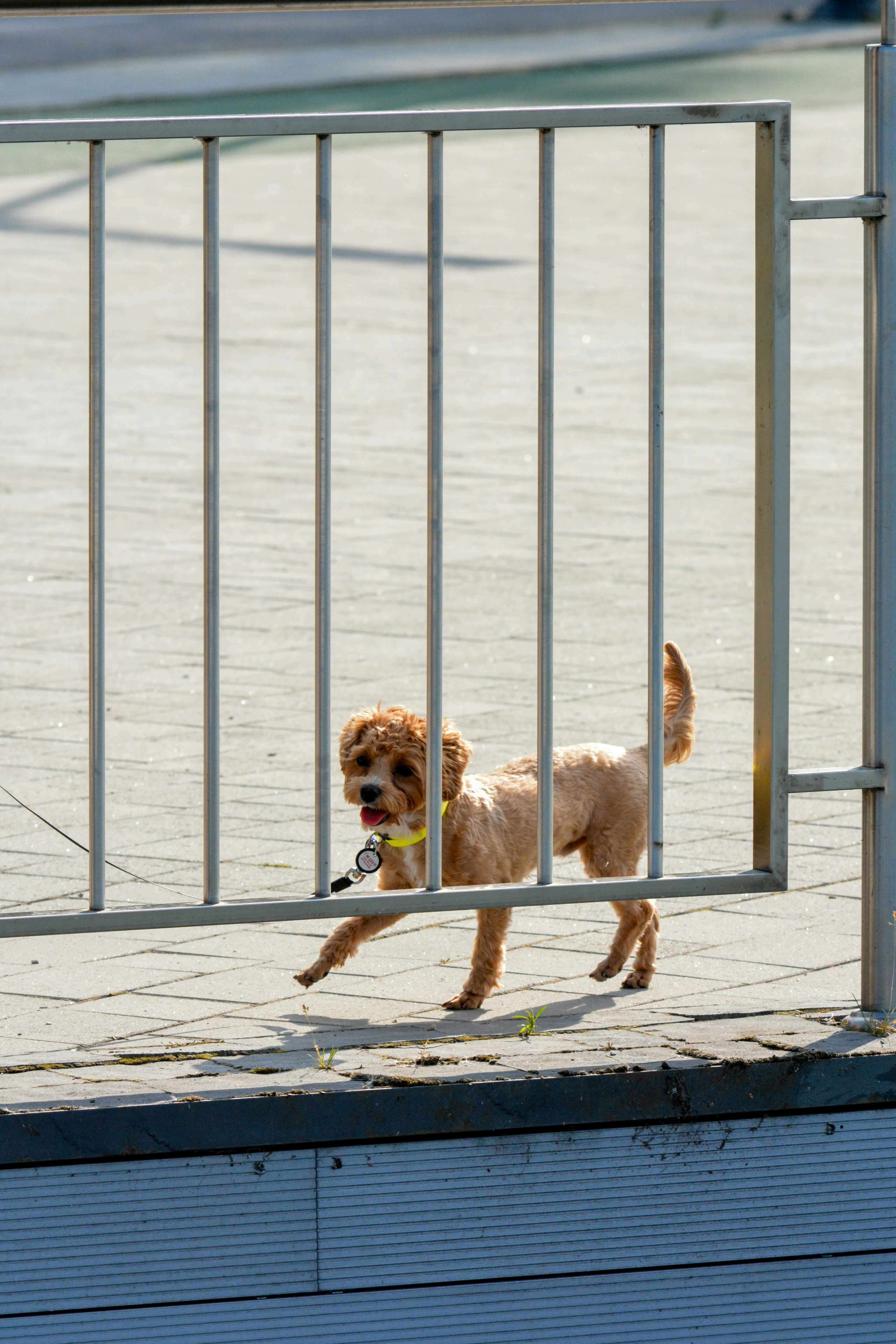 A small fluffy dog walks past metal bars