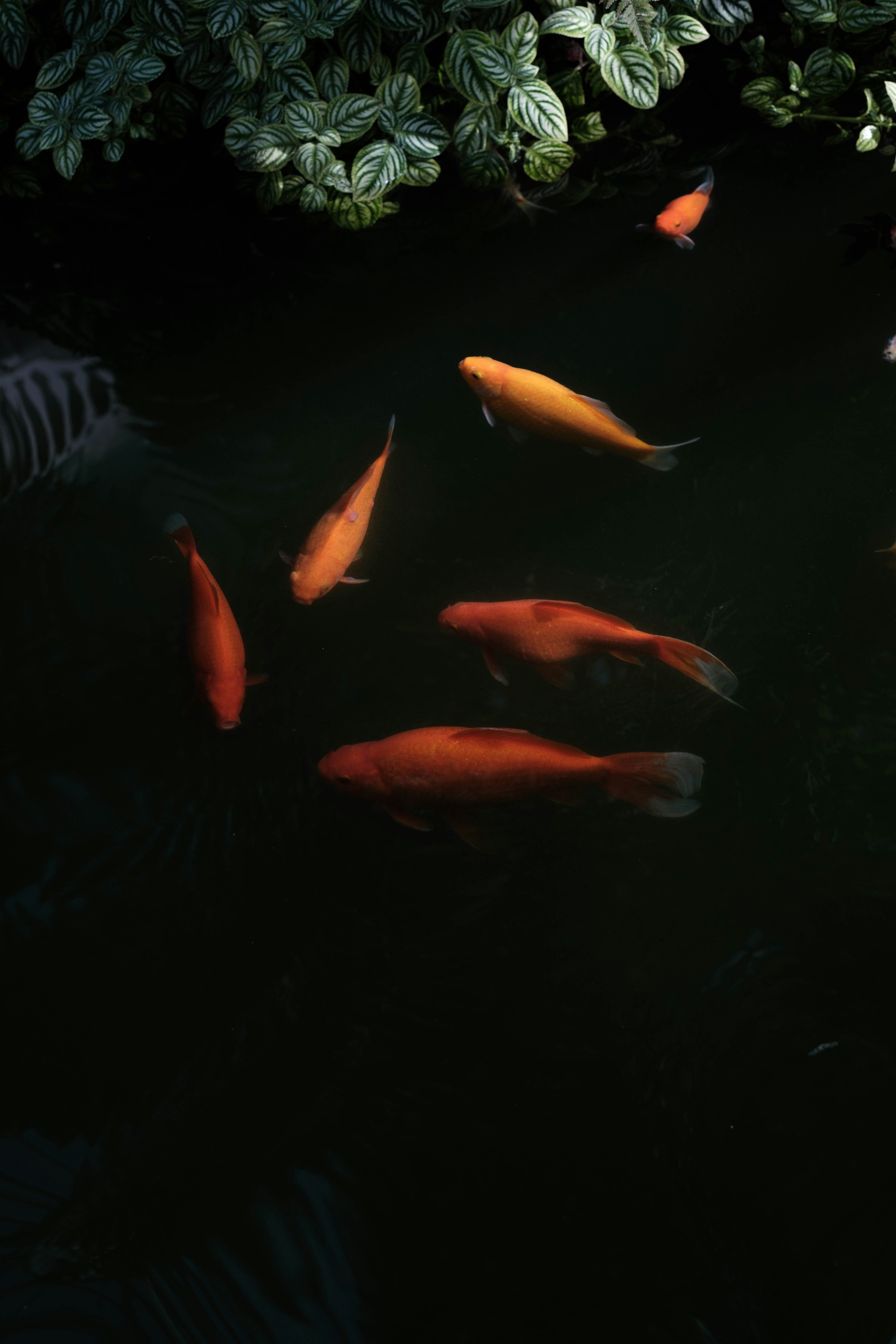 Several orange fish swim in dark water