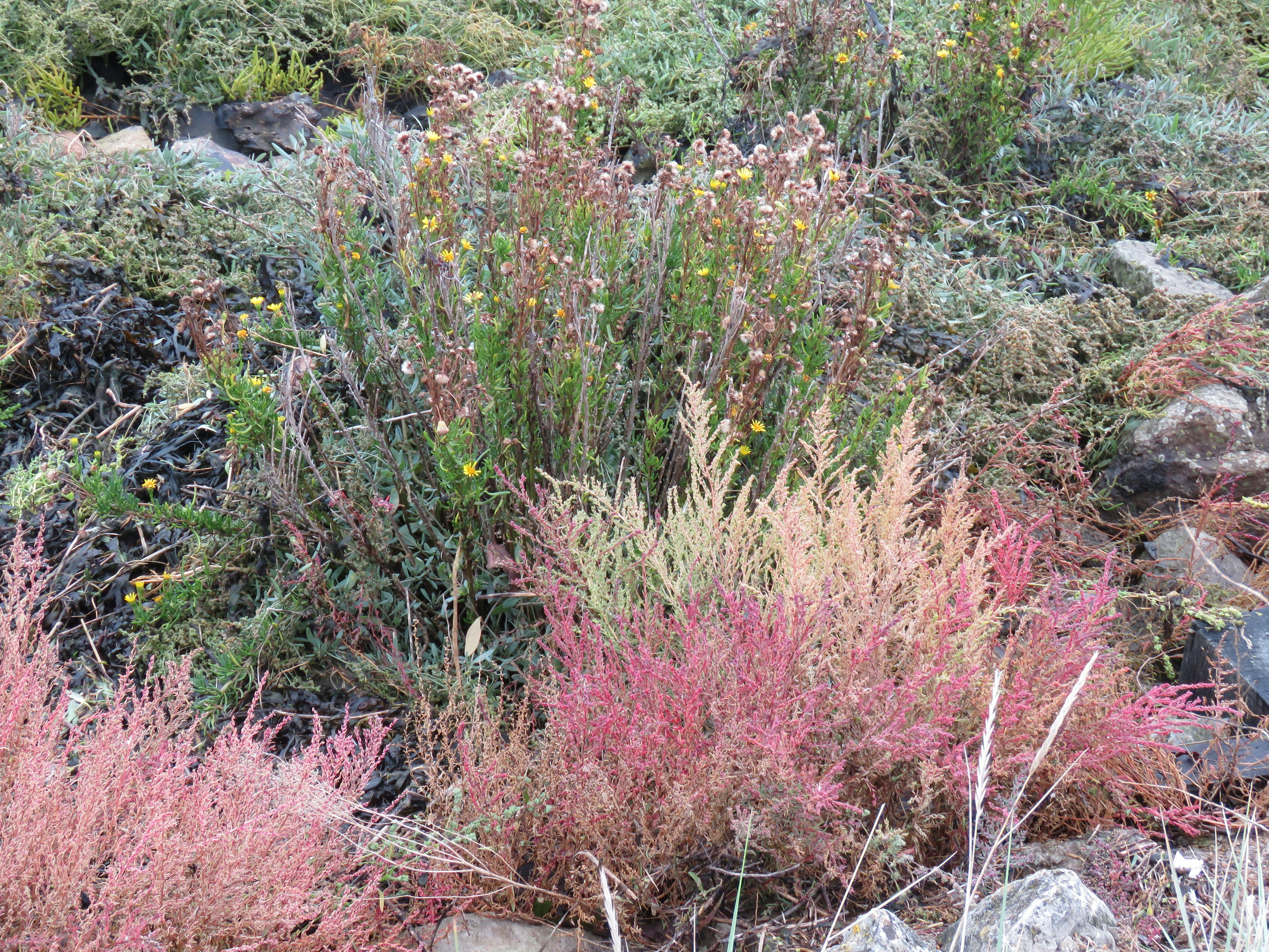 Rosa und grüne Pflanzen, die auf felsigem Boden wachsen