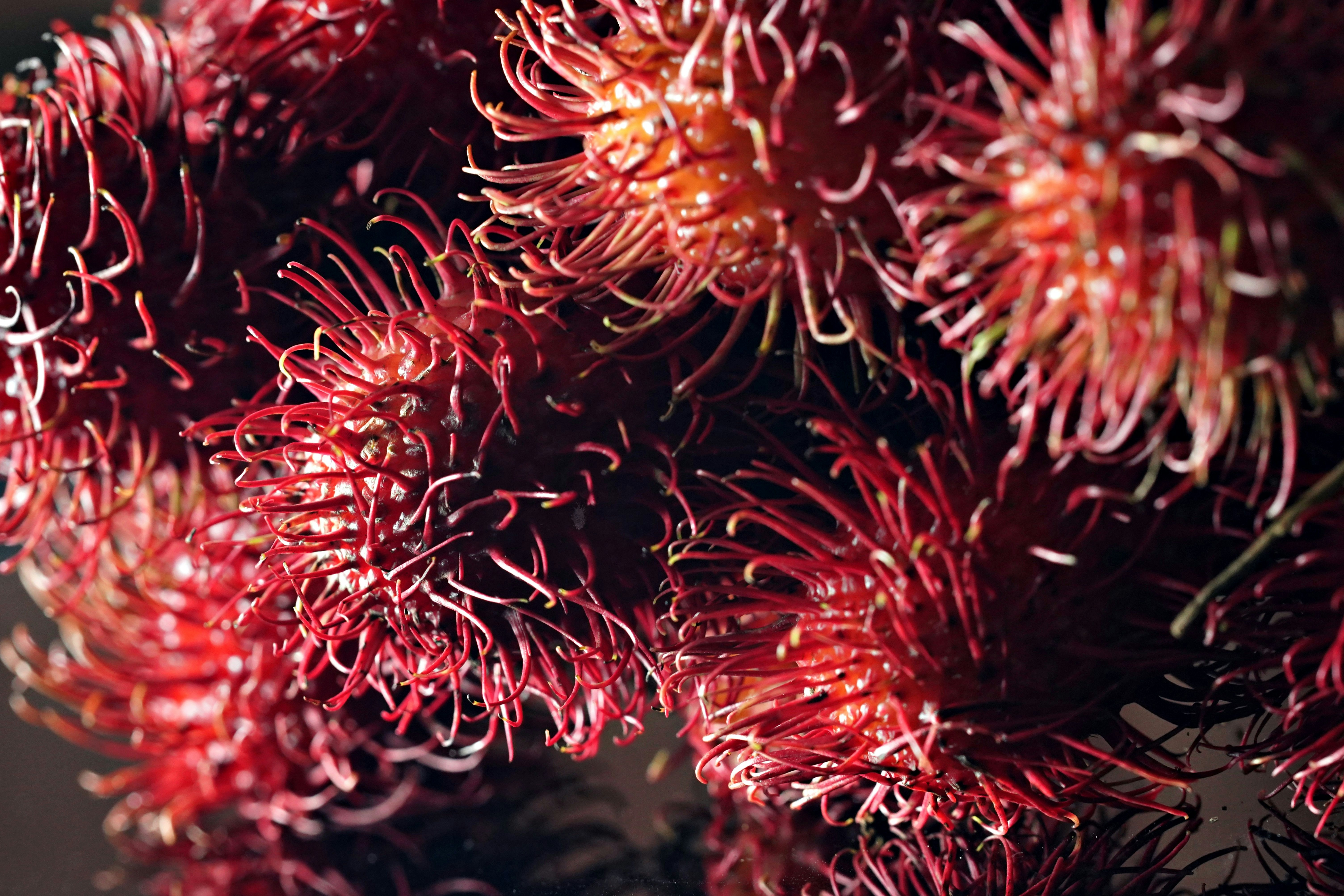 Close-up of red rambutan fruit with hairy texture