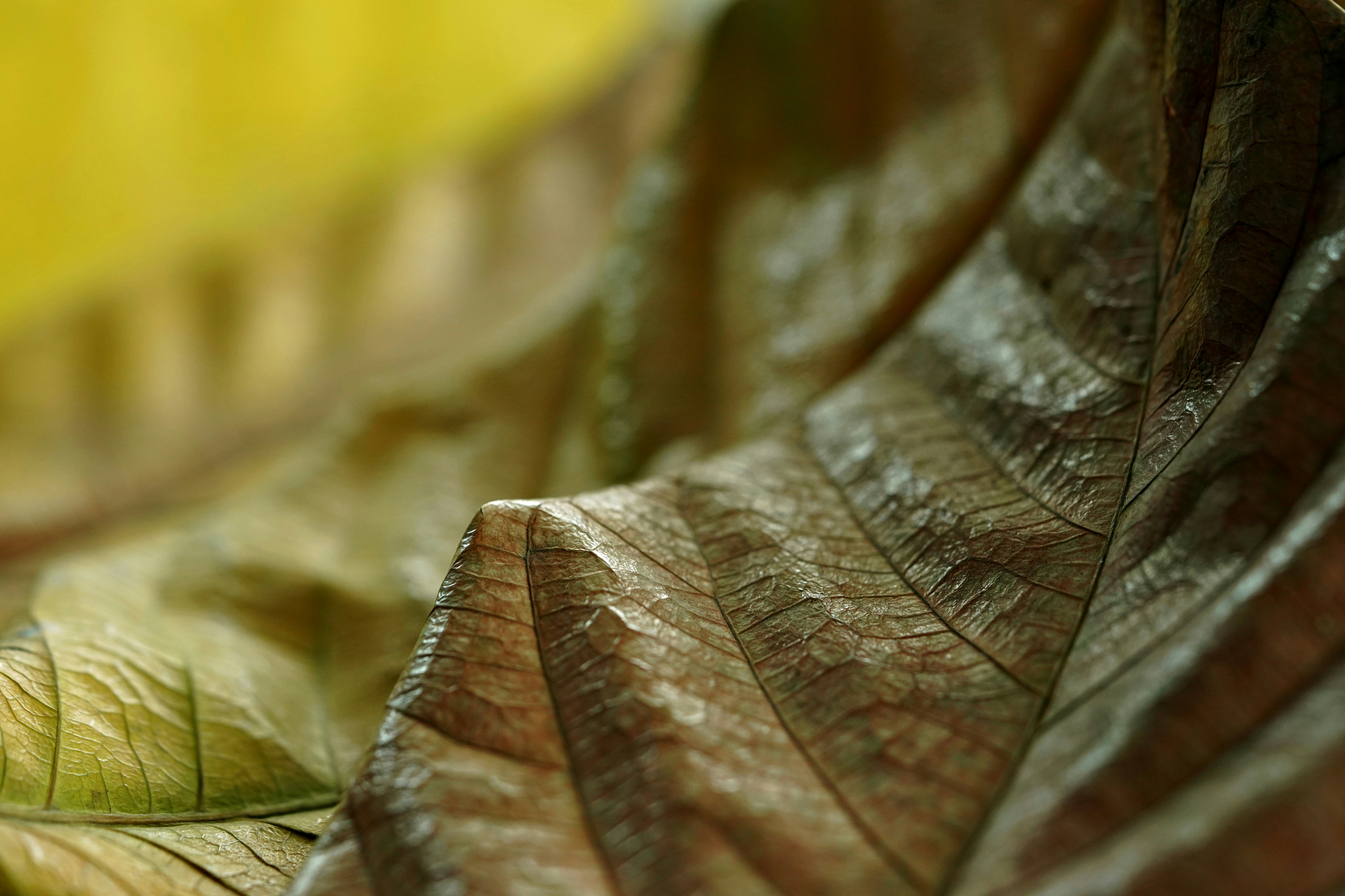 Close-up of dry autumn leaves with veins visible