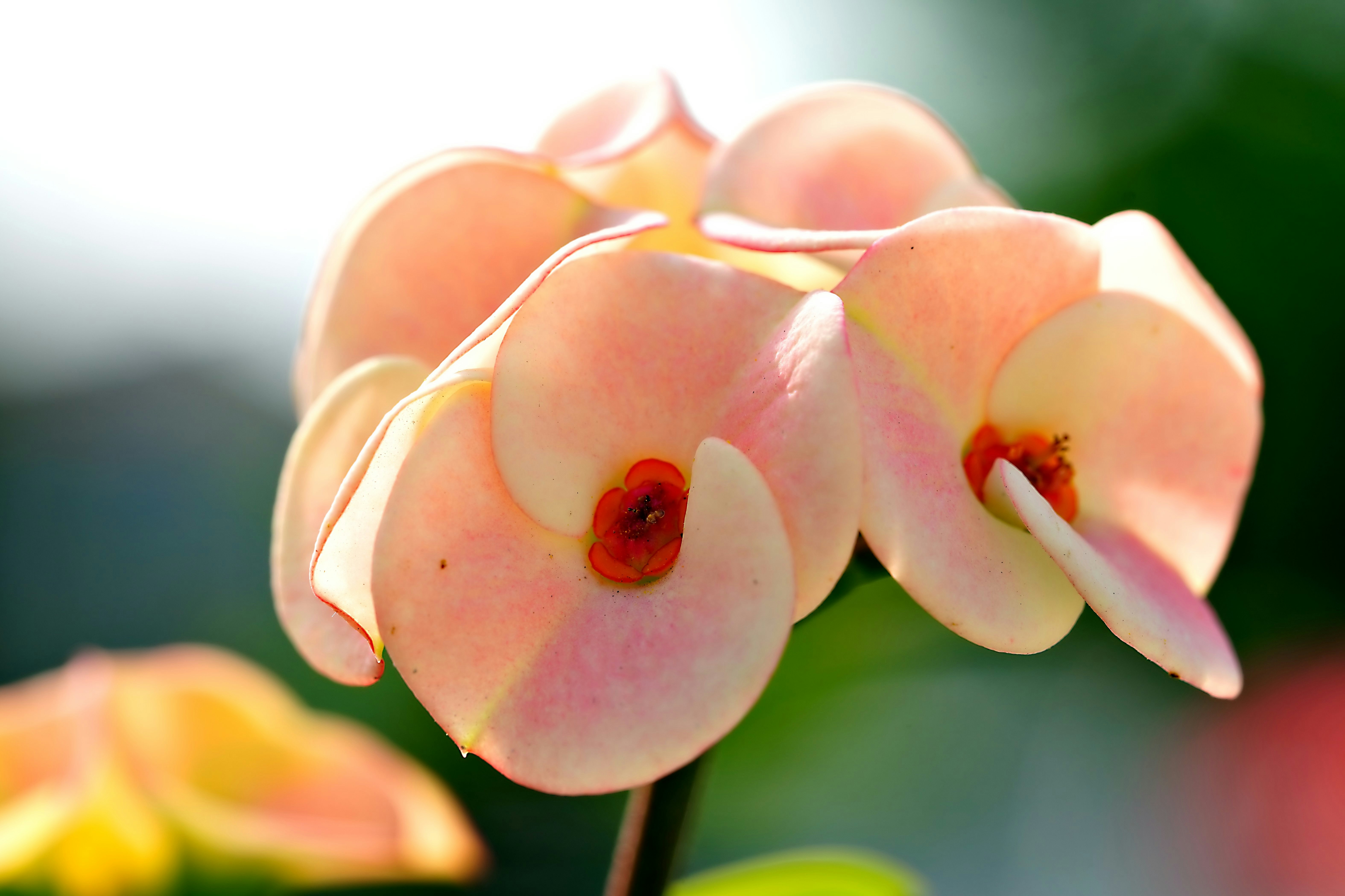 Close-up of delicate pink and yellow flowers with red centers.