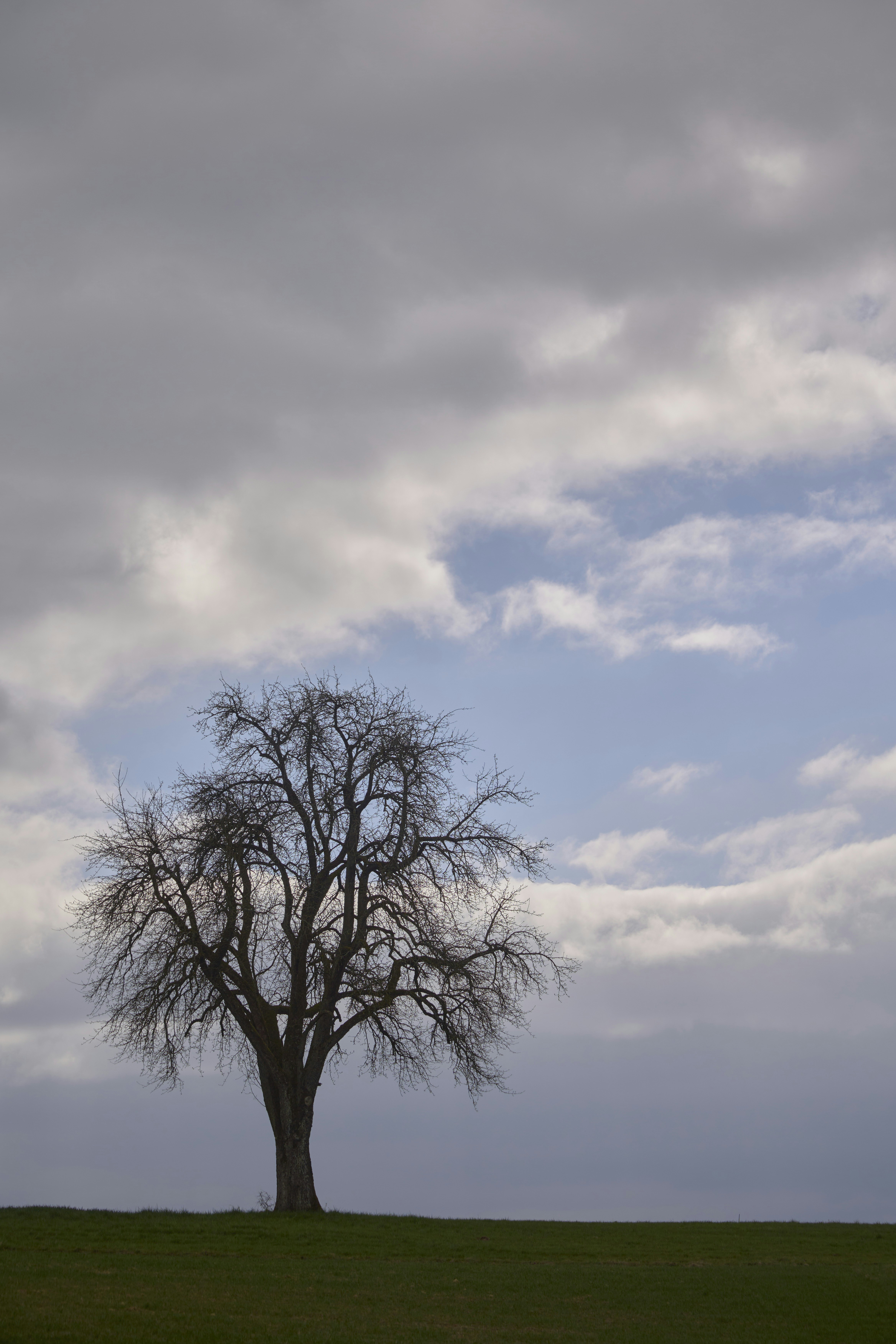 Photo by wolfgang_hasselmann