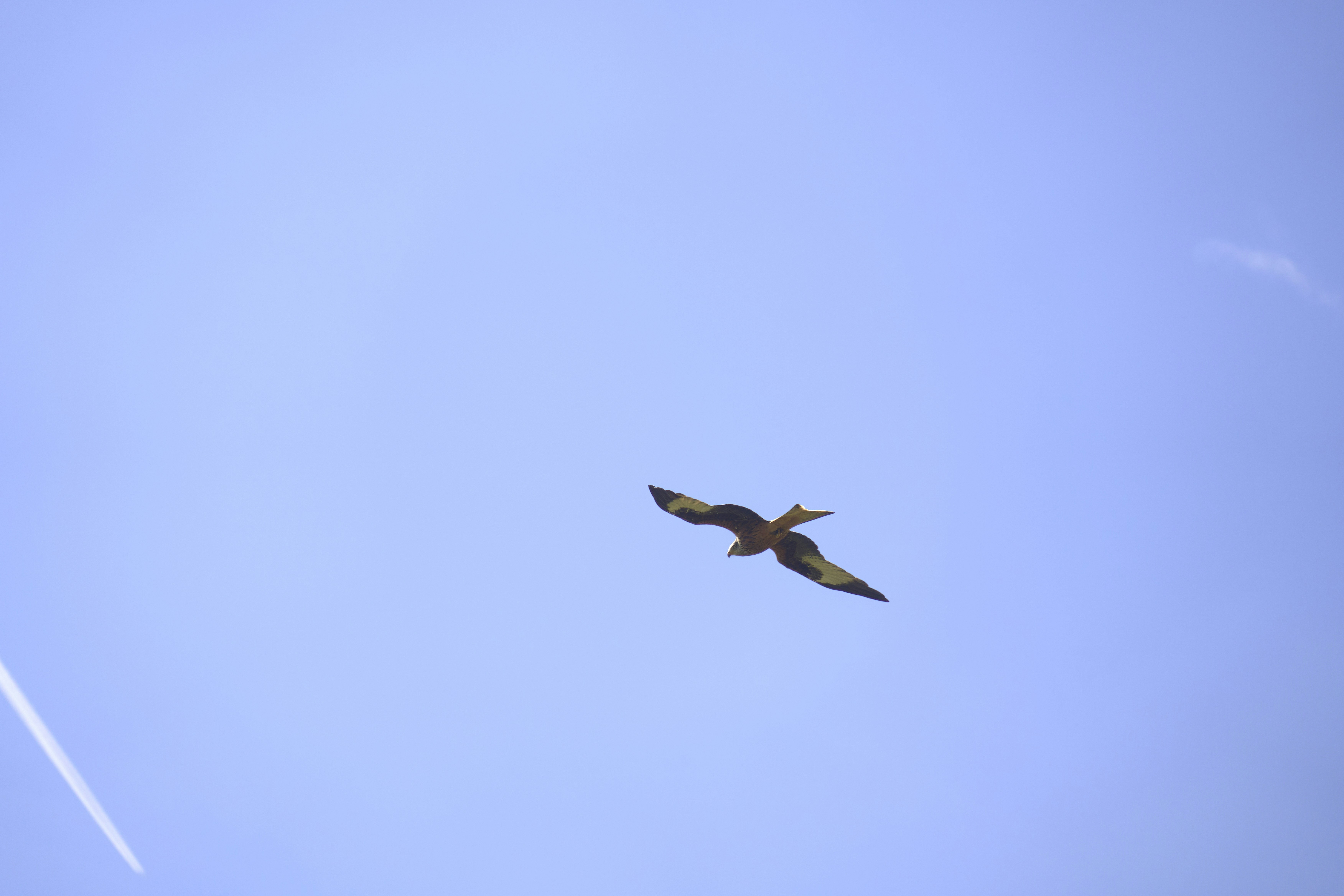 Photo by wolfgang_hasselmann