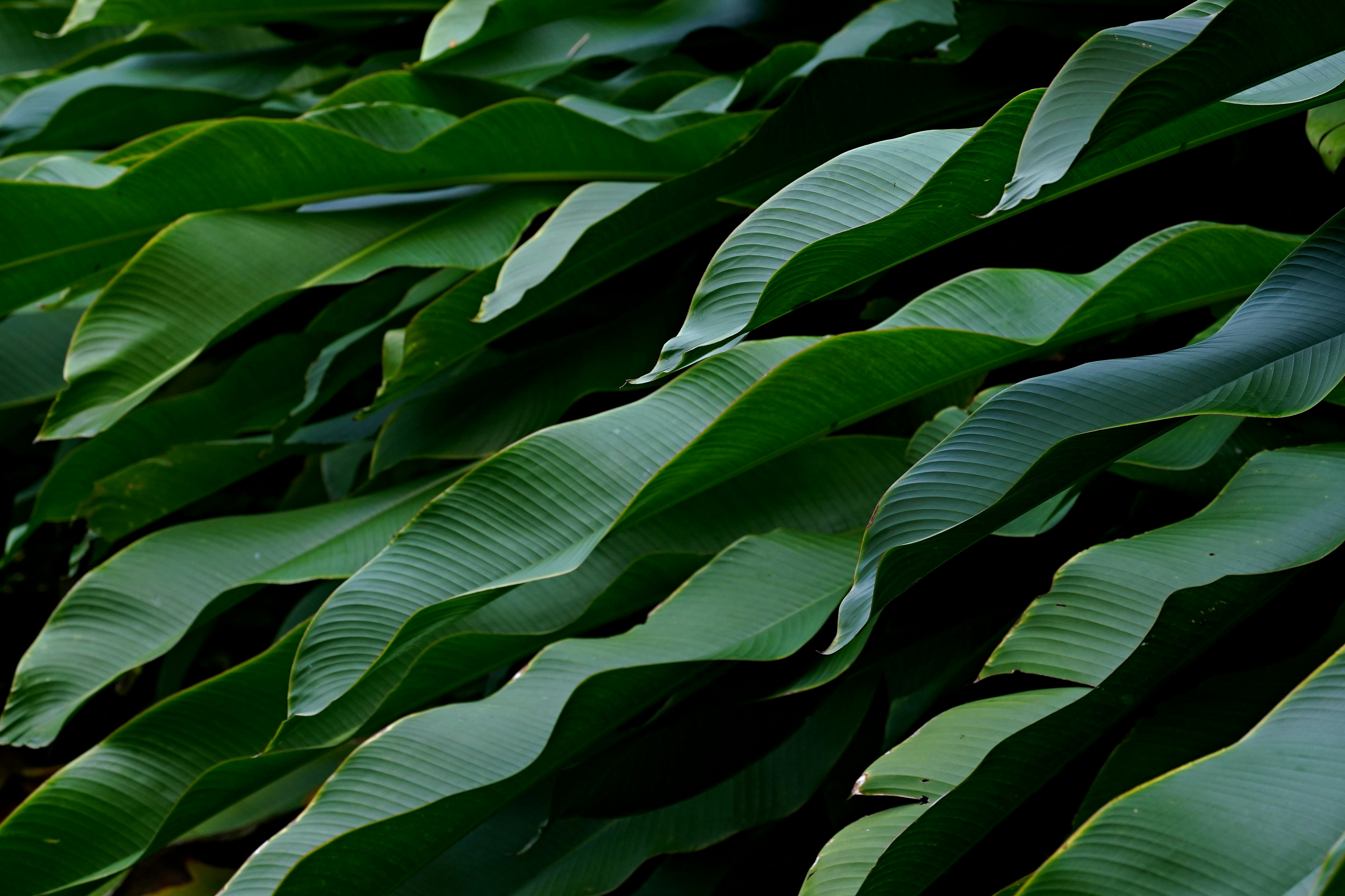 Close-up of lush green wavy leaves